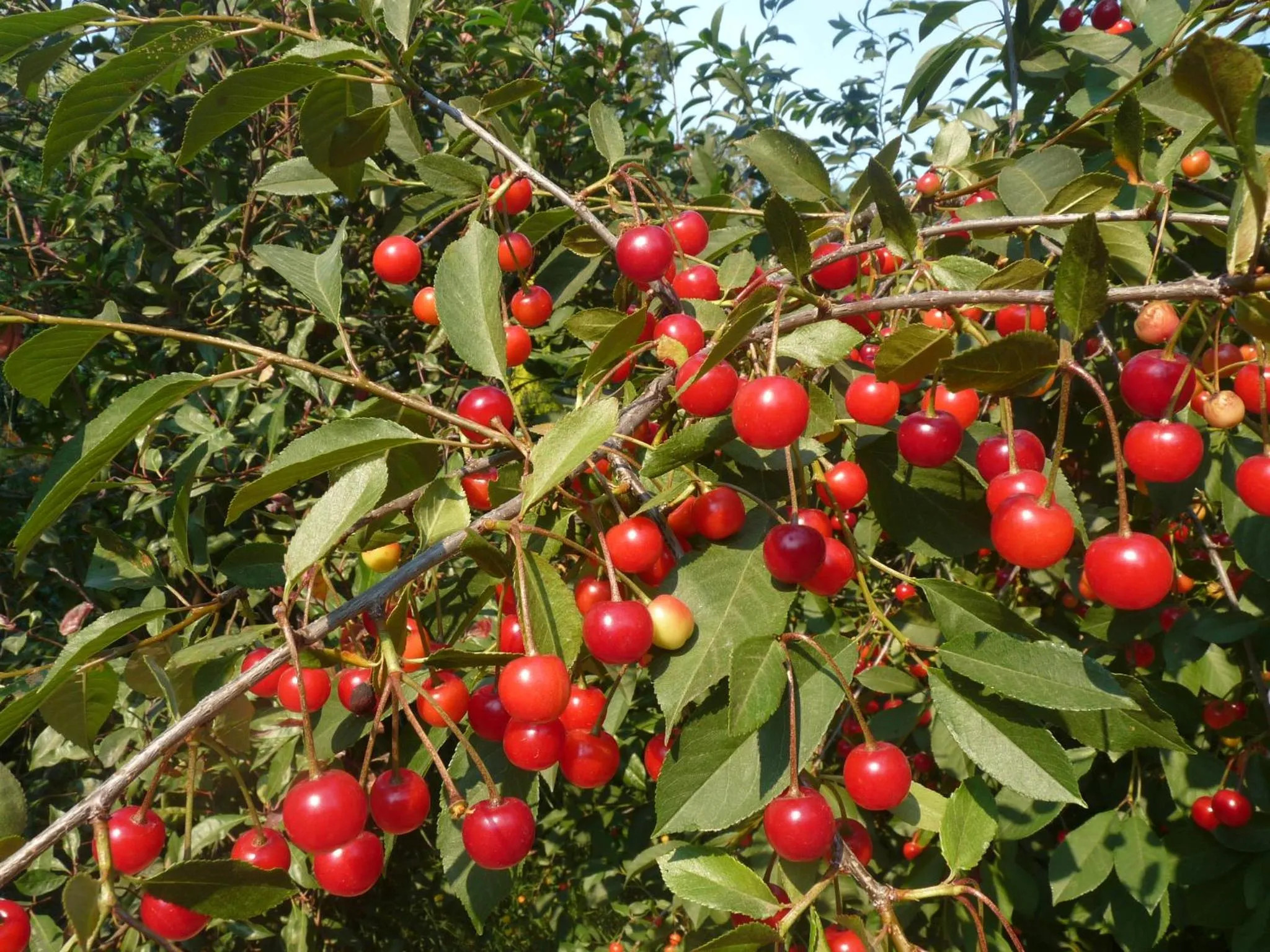 Garden in HTL La Malinka