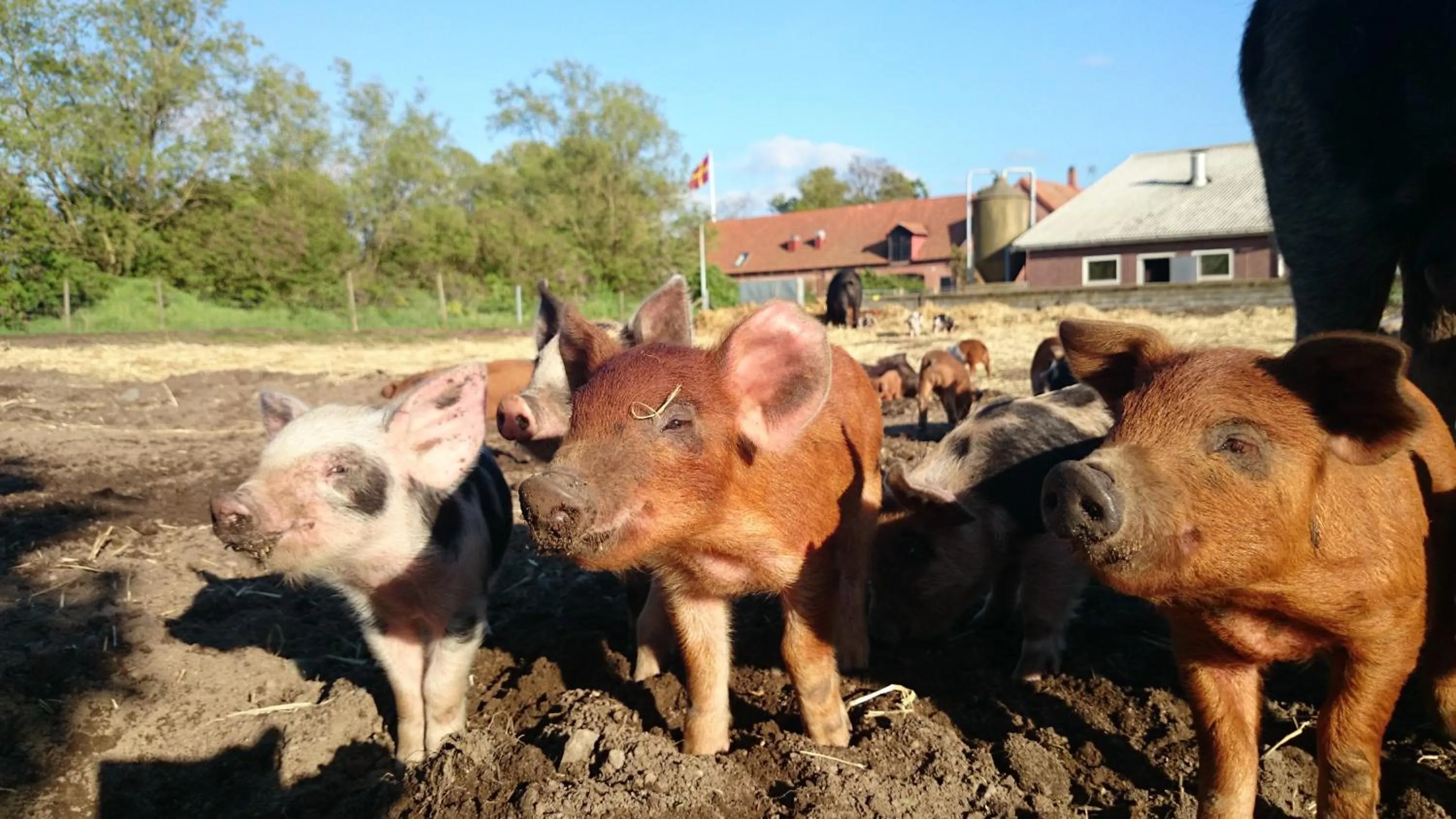 Animals in Ängavallen