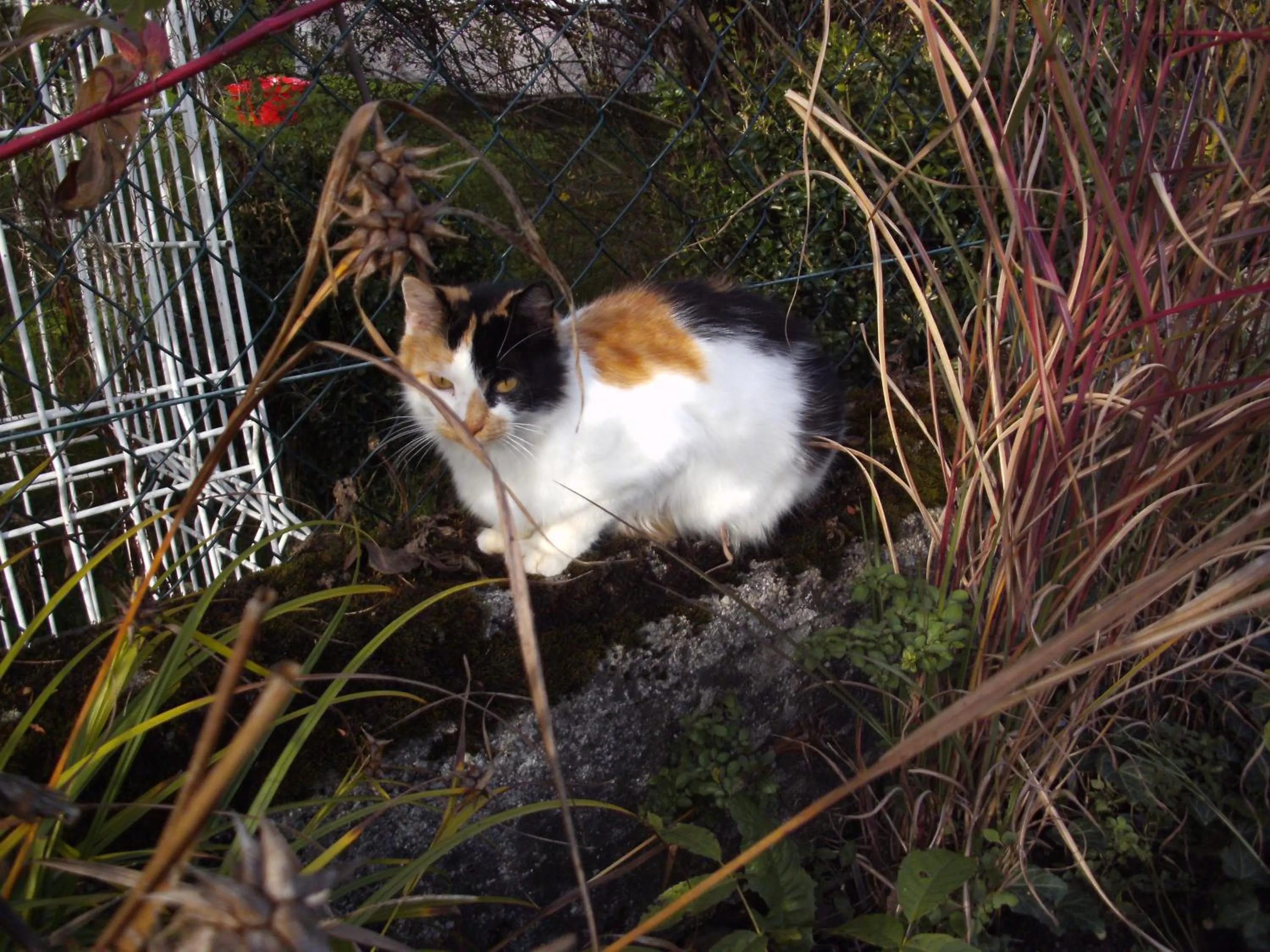 Pets in Stroblbauernhof