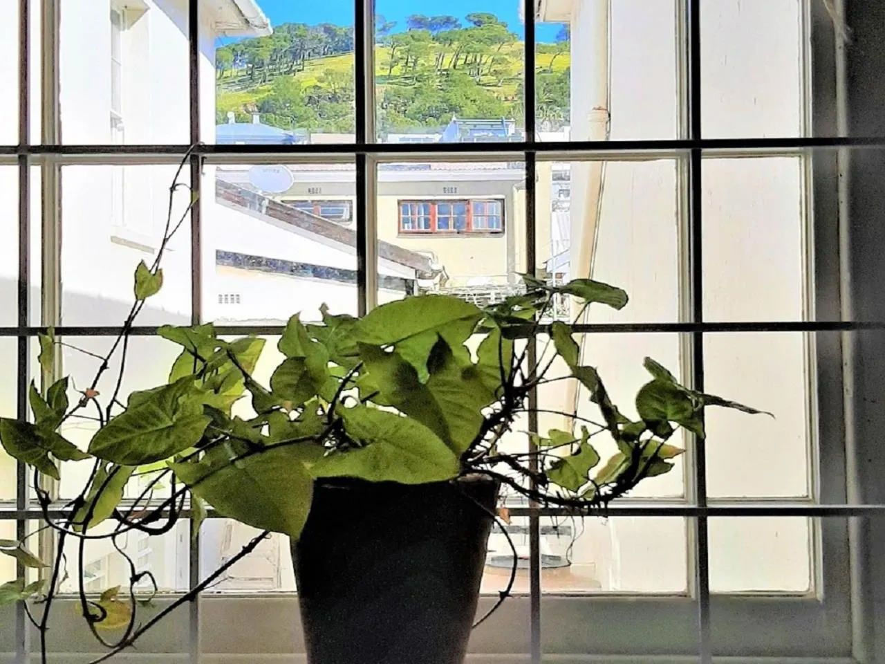 Mountain view in The Greenhouse Guesthouse