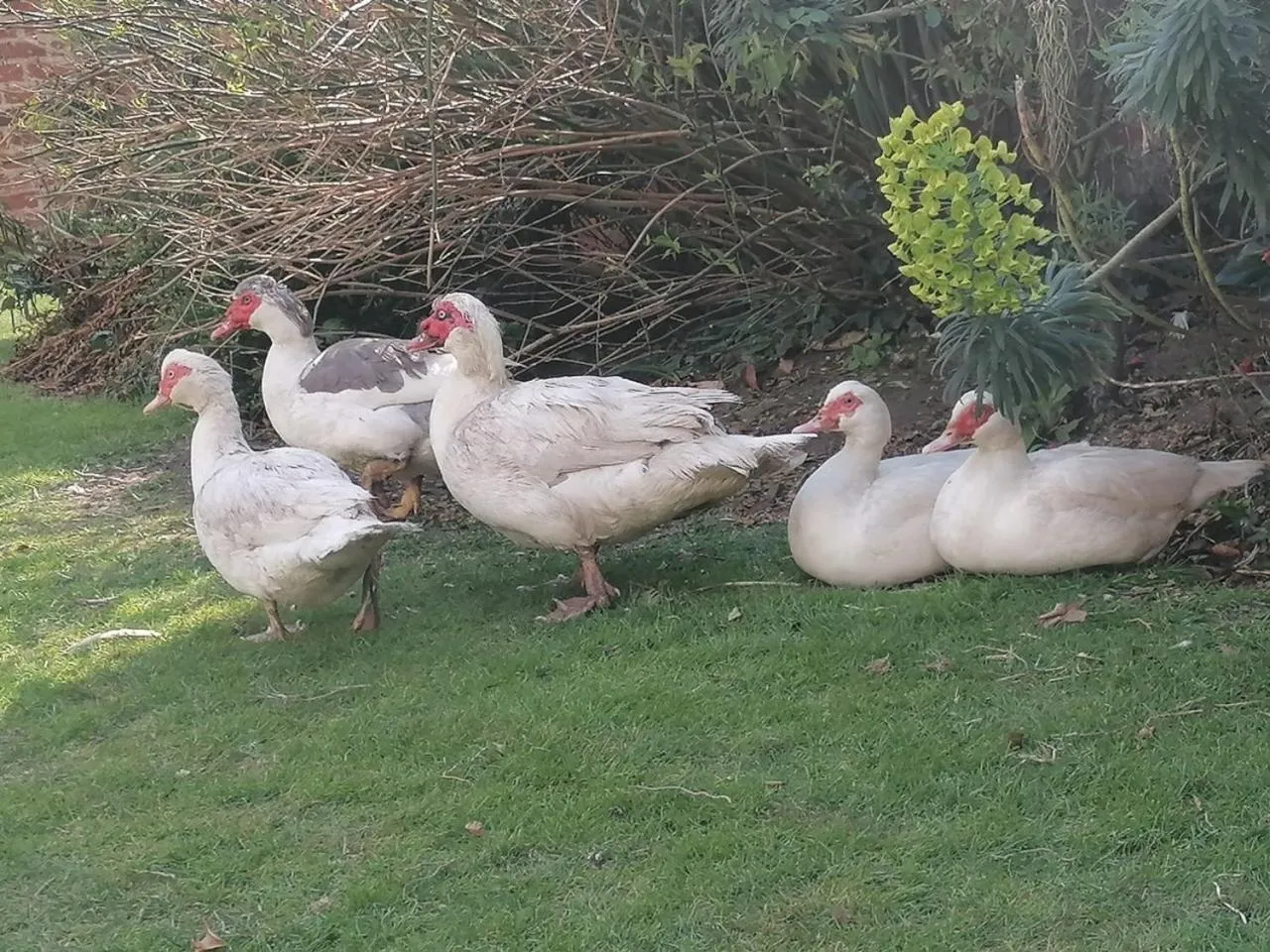 Pets in Clumber Lane End Farm