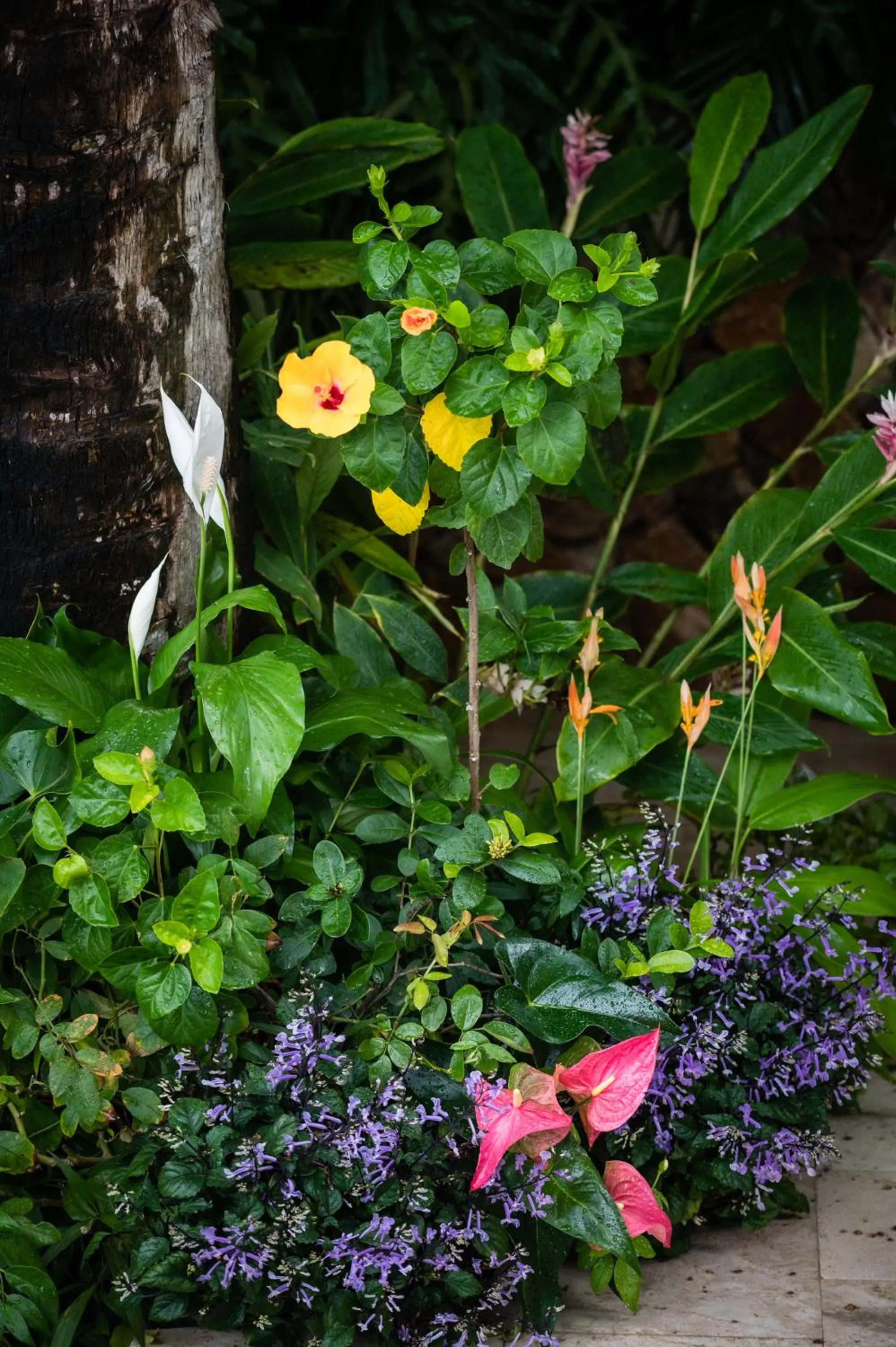 Garden in Anjali Casa Divina