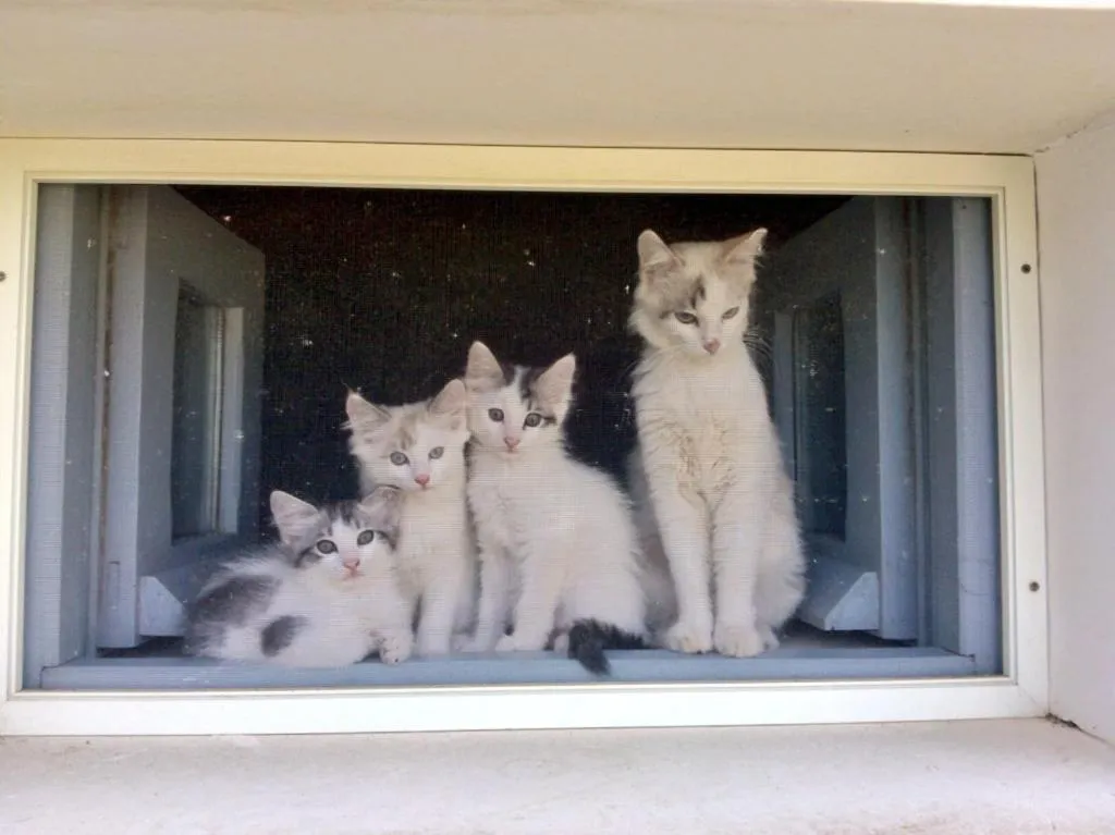 Animals in Masseria Montelauro