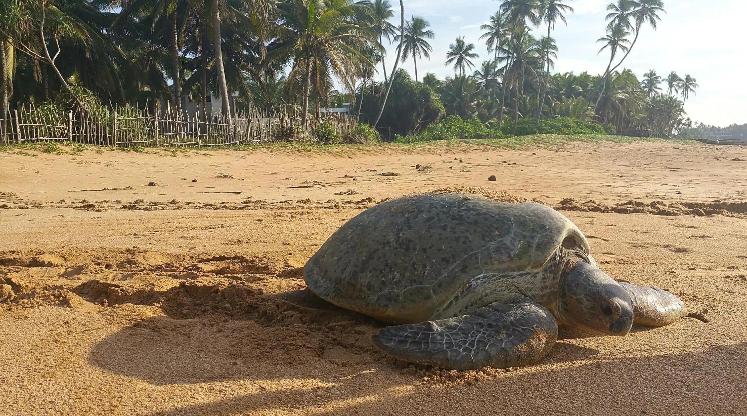 Beach in Lankavatara Ocean Retreat & Spa