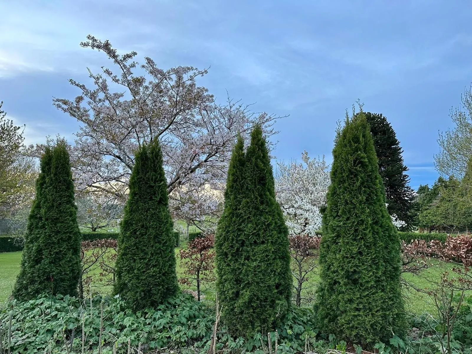 Garden in Whiteacres