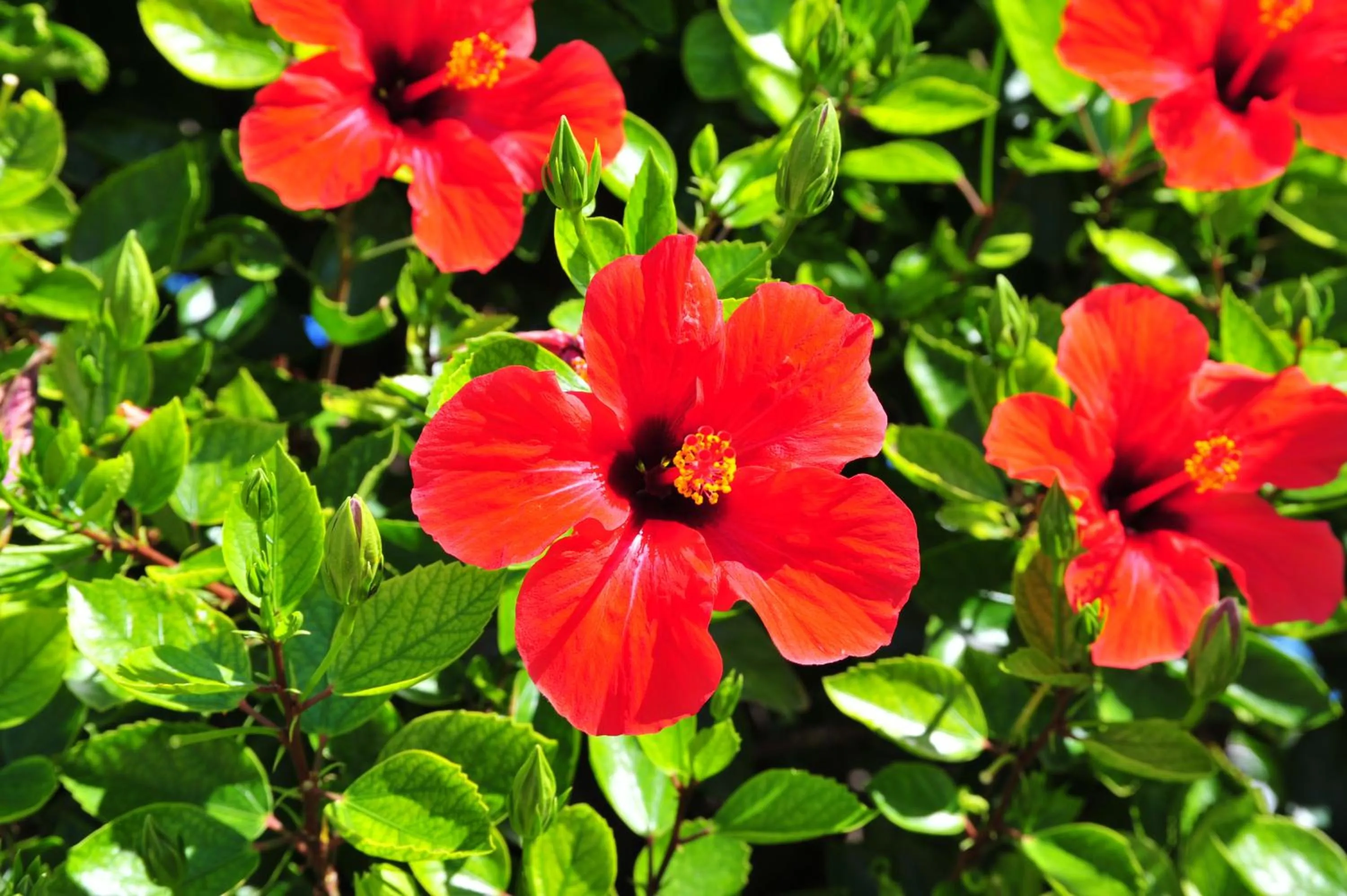 Garden in Argiro Village