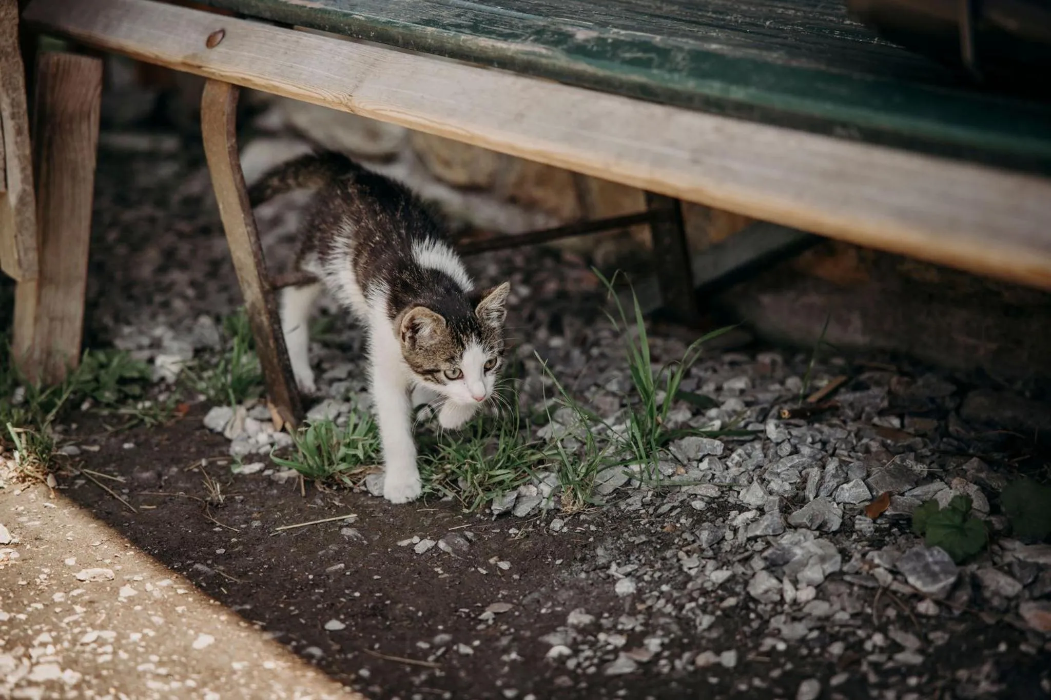 Animals in Hotel Lerch