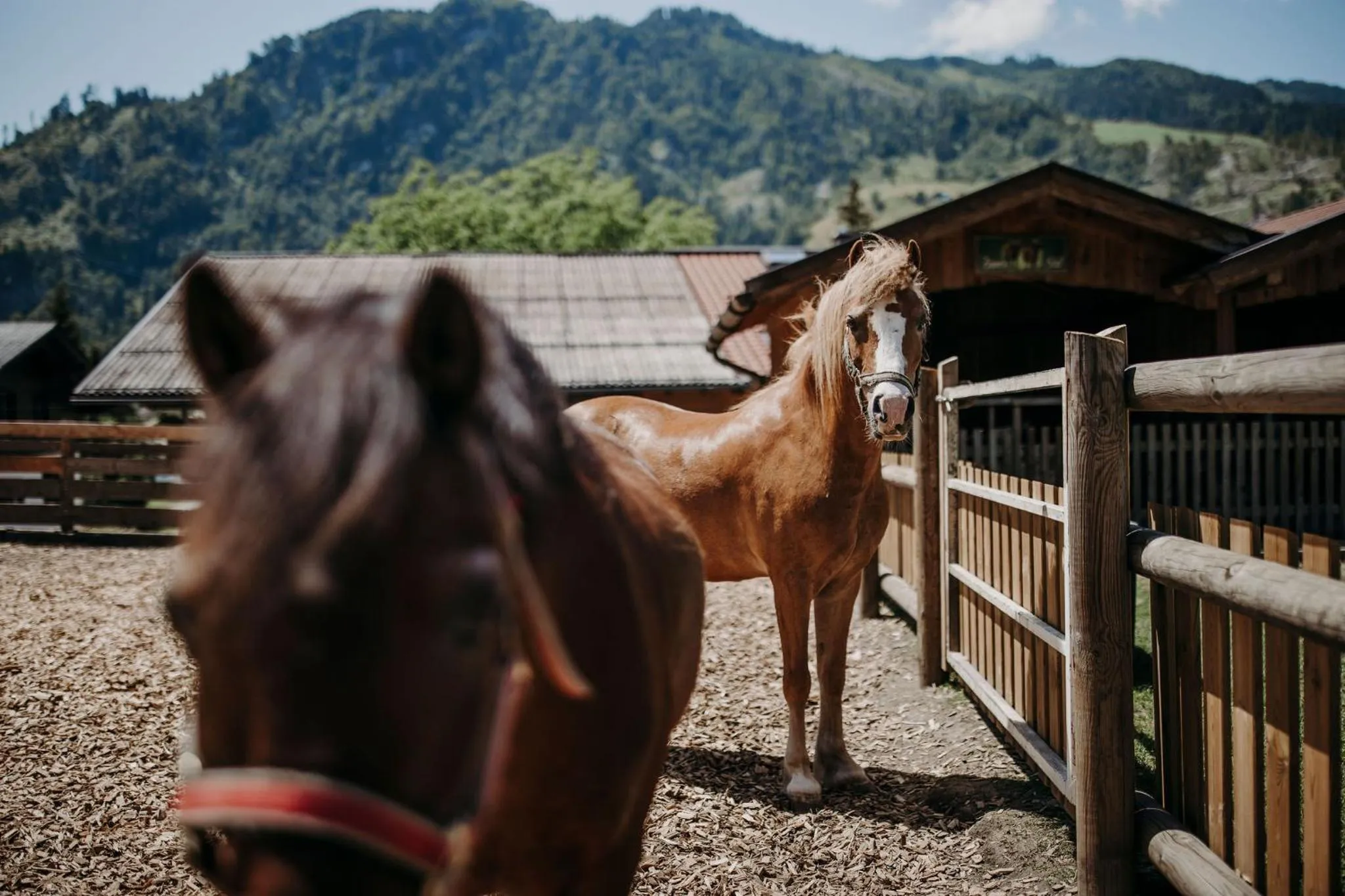 Animals in Hotel Lerch