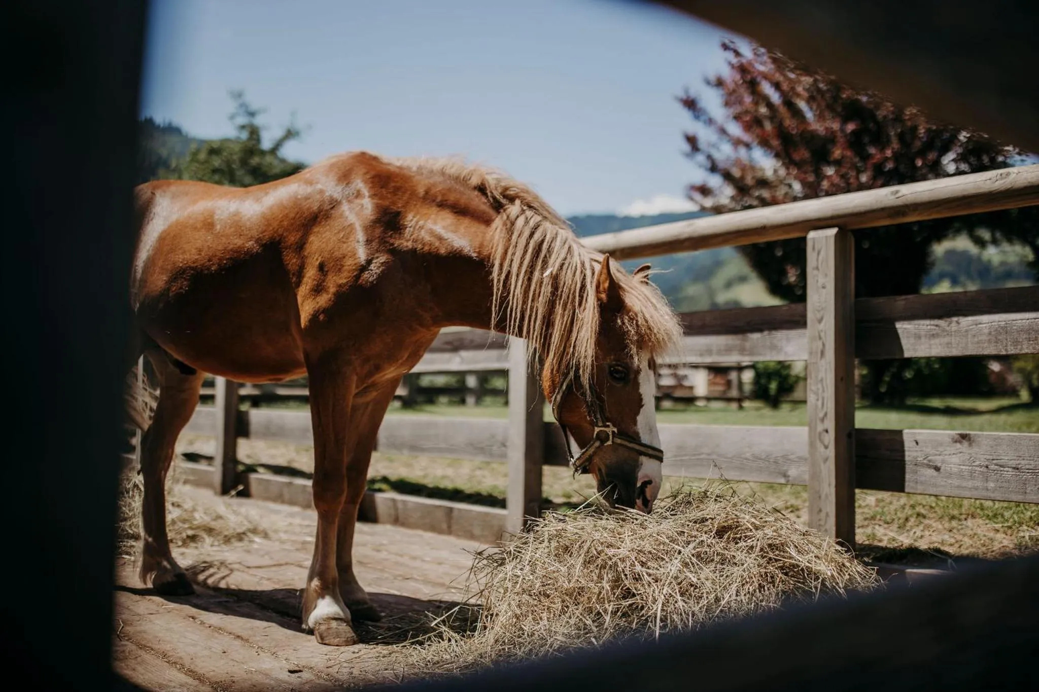 Animals in Hotel Lerch