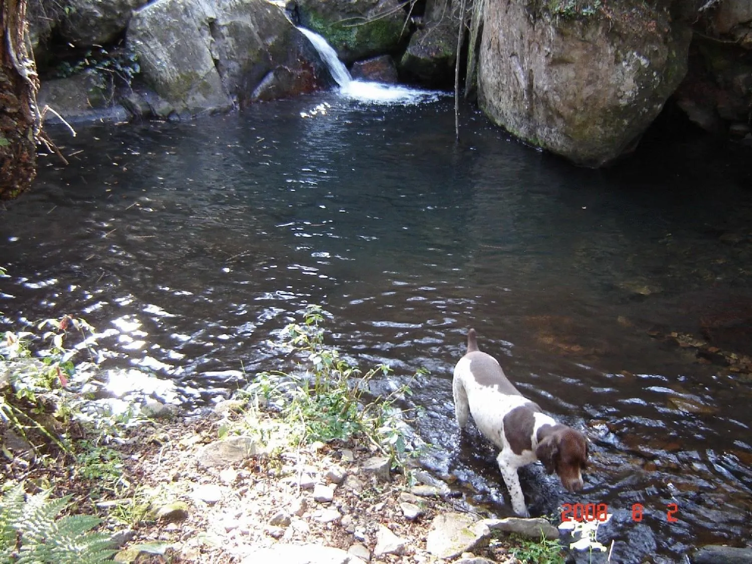 Pets in Forest Creek Lodge & Spa