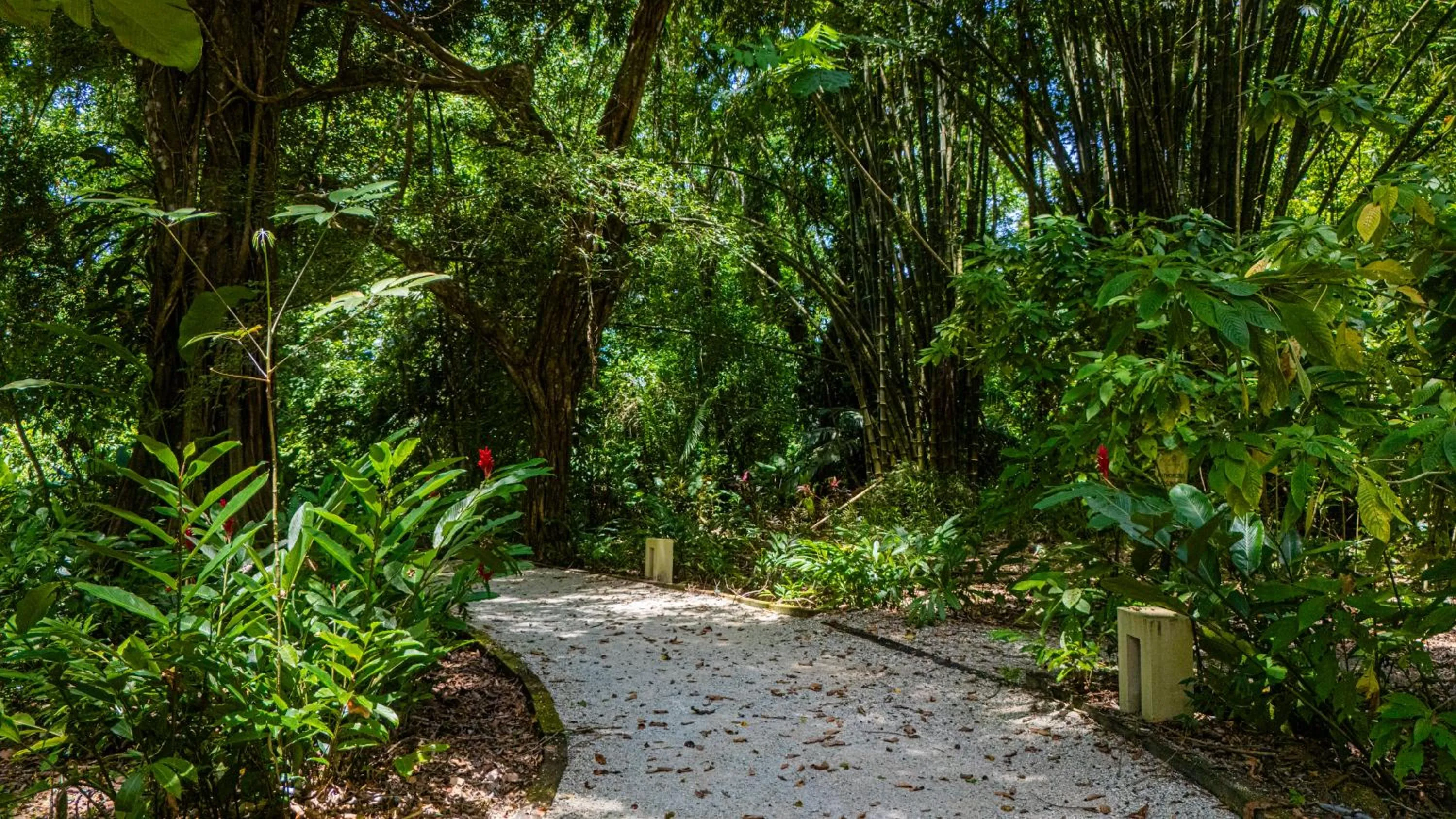 Natural landscape in Elan at Ballena Beach