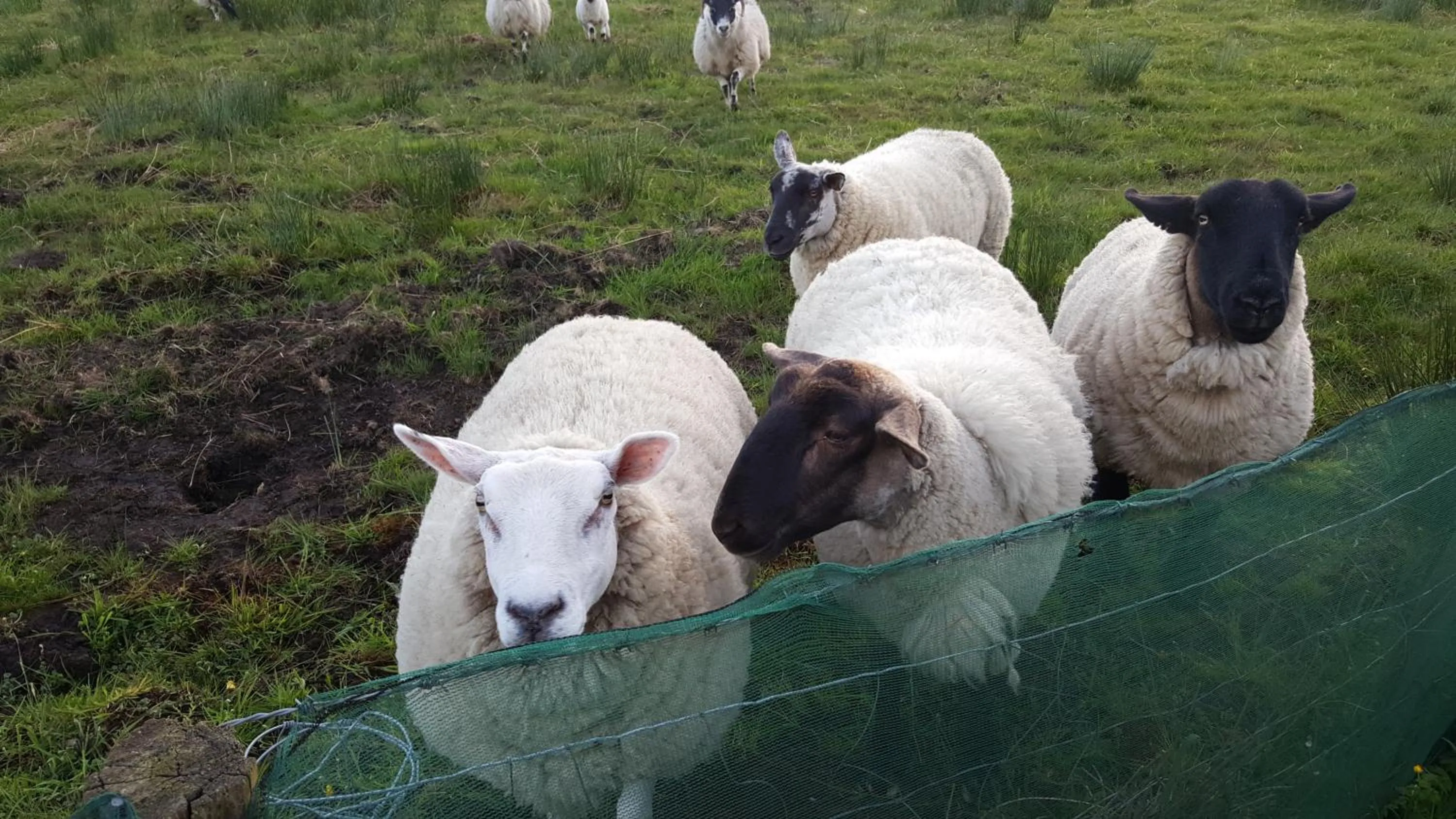 Animals in An Charraig Ban on the wild Atlantic way F94WT02