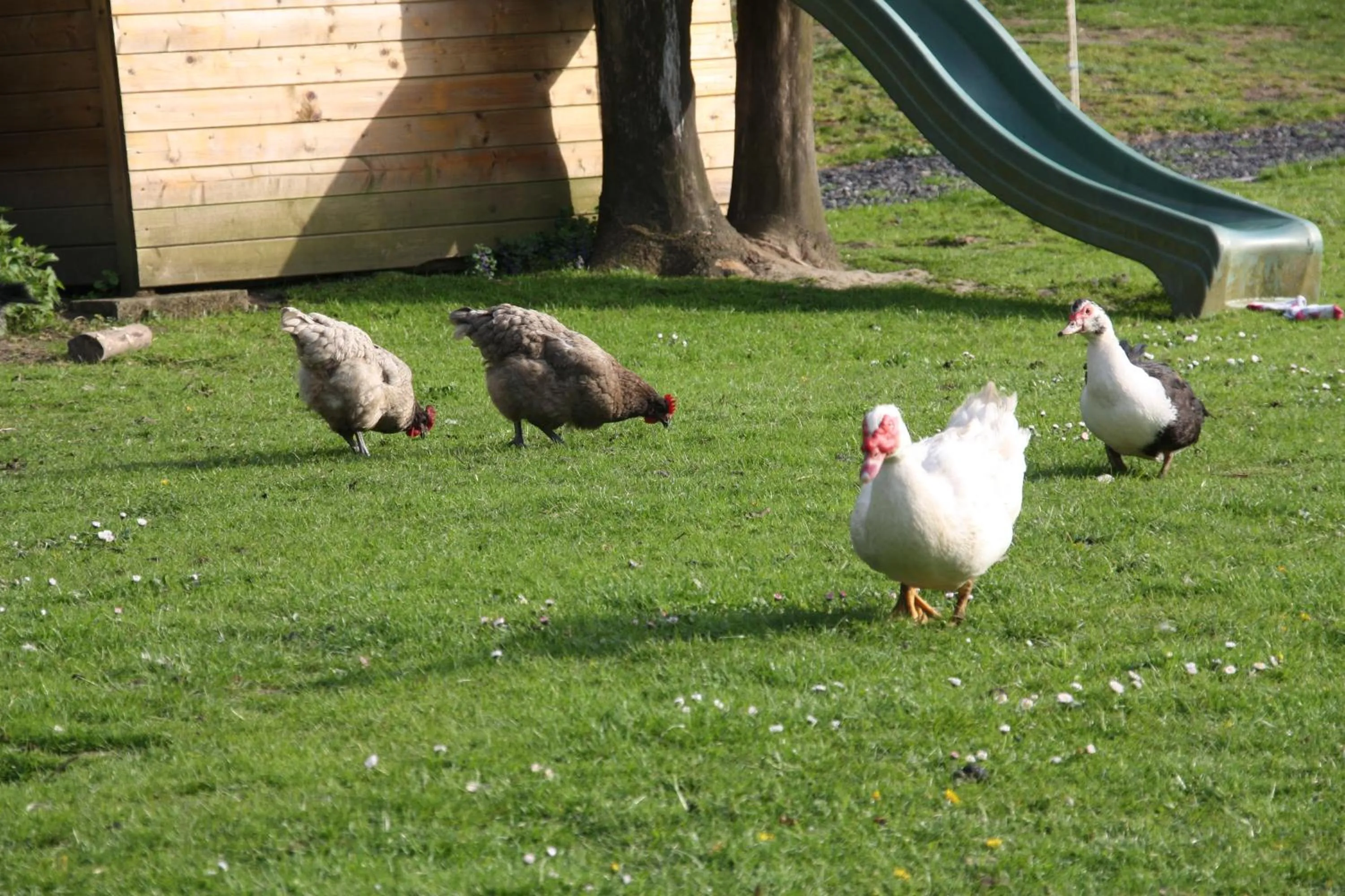 Animals in Comme un Rêve