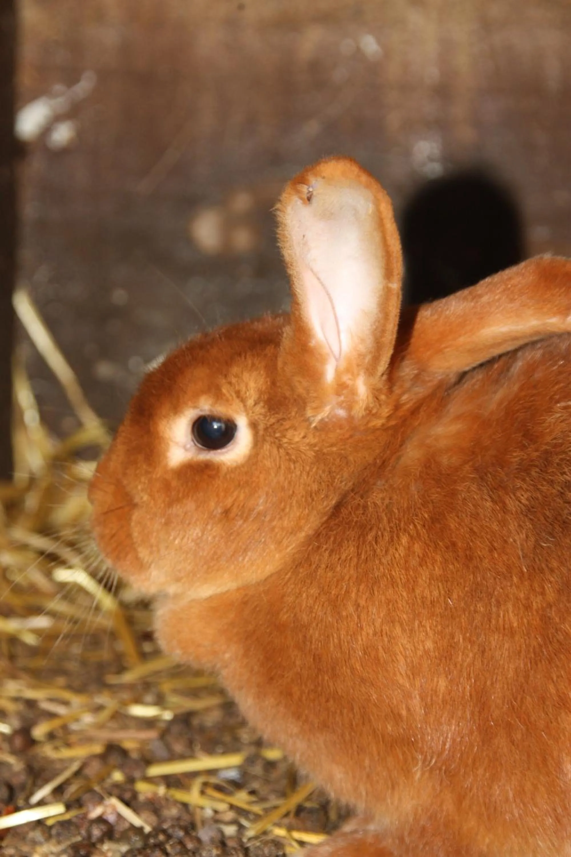 Animals in Comme un Rêve