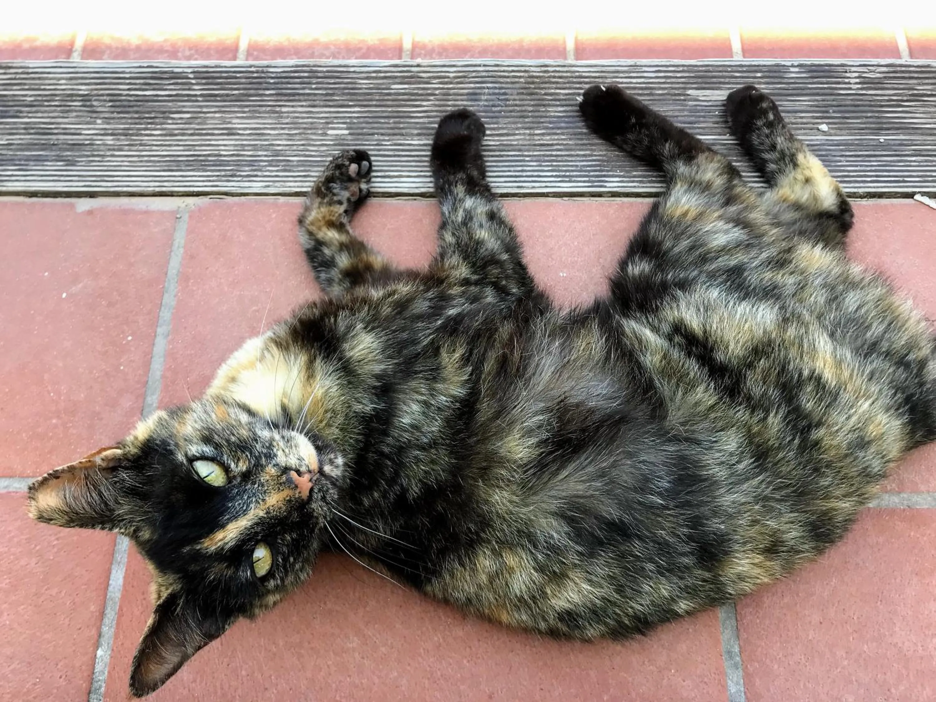 Pets in Oneiro glico