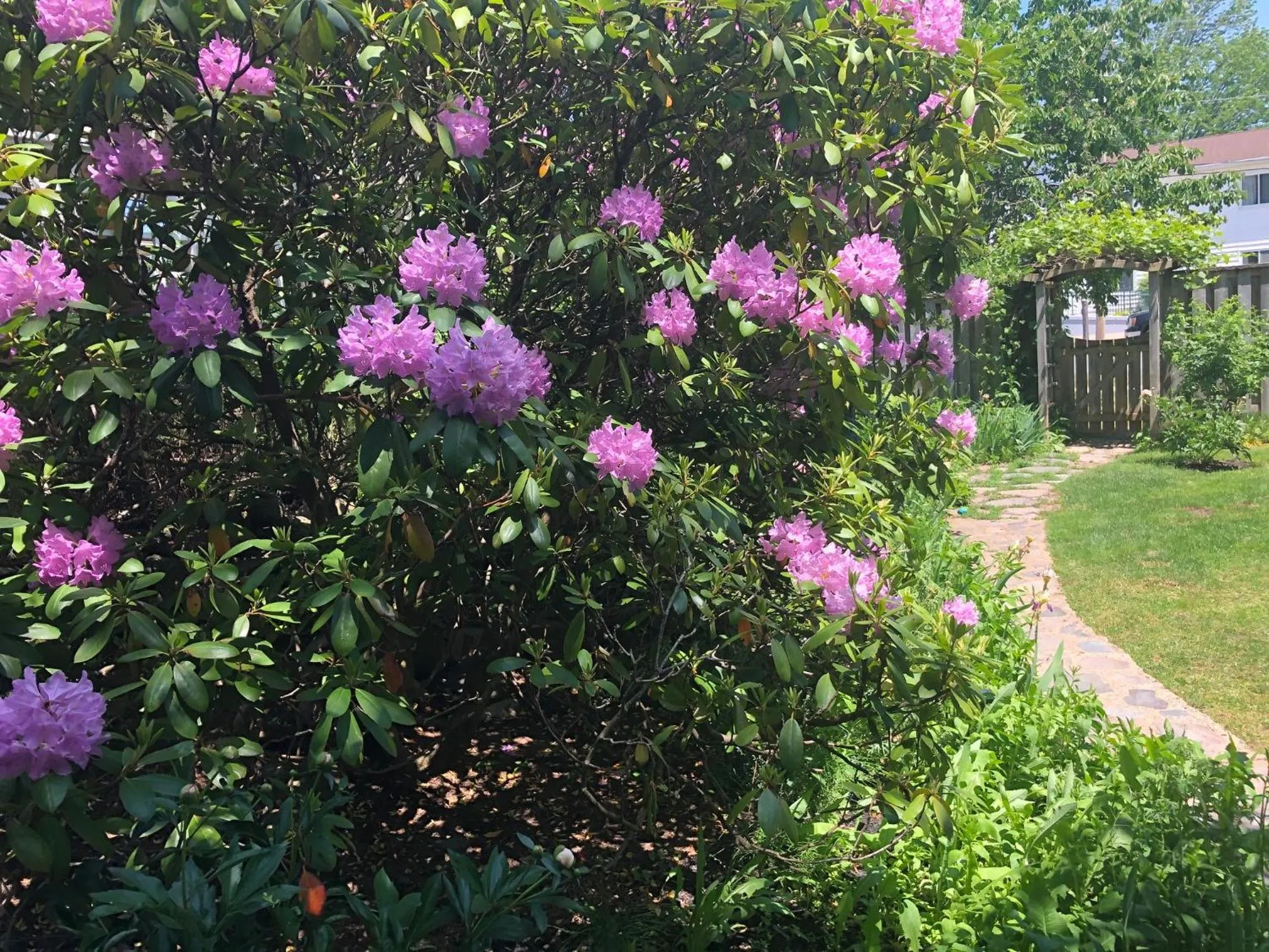 Garden in The Stella Rose B&B