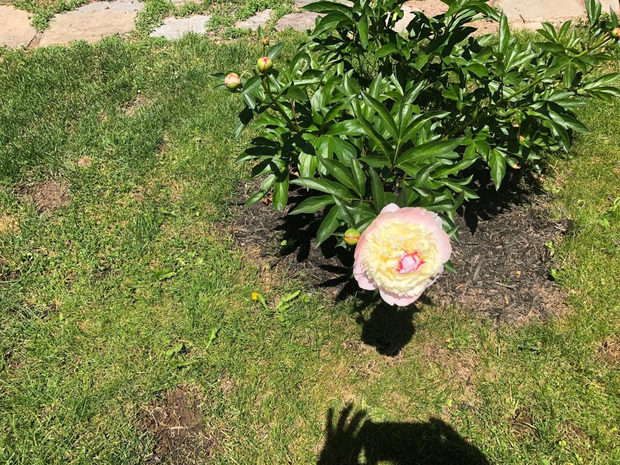 Garden in The Stella Rose B&B