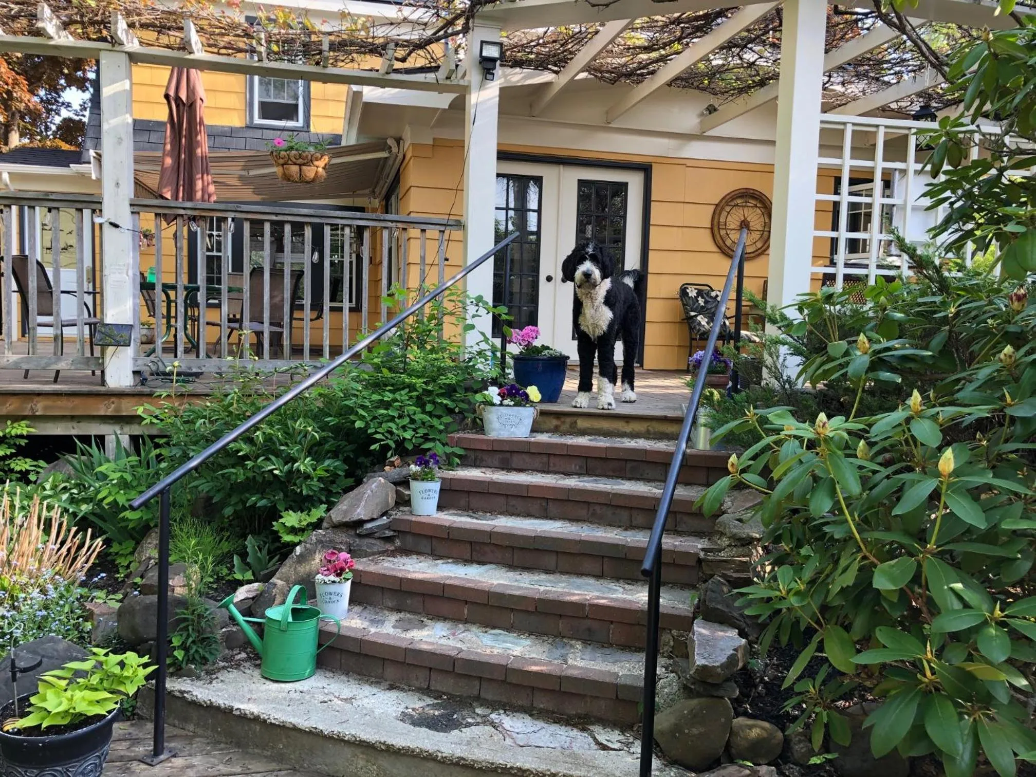 Pets in The Stella Rose B&B