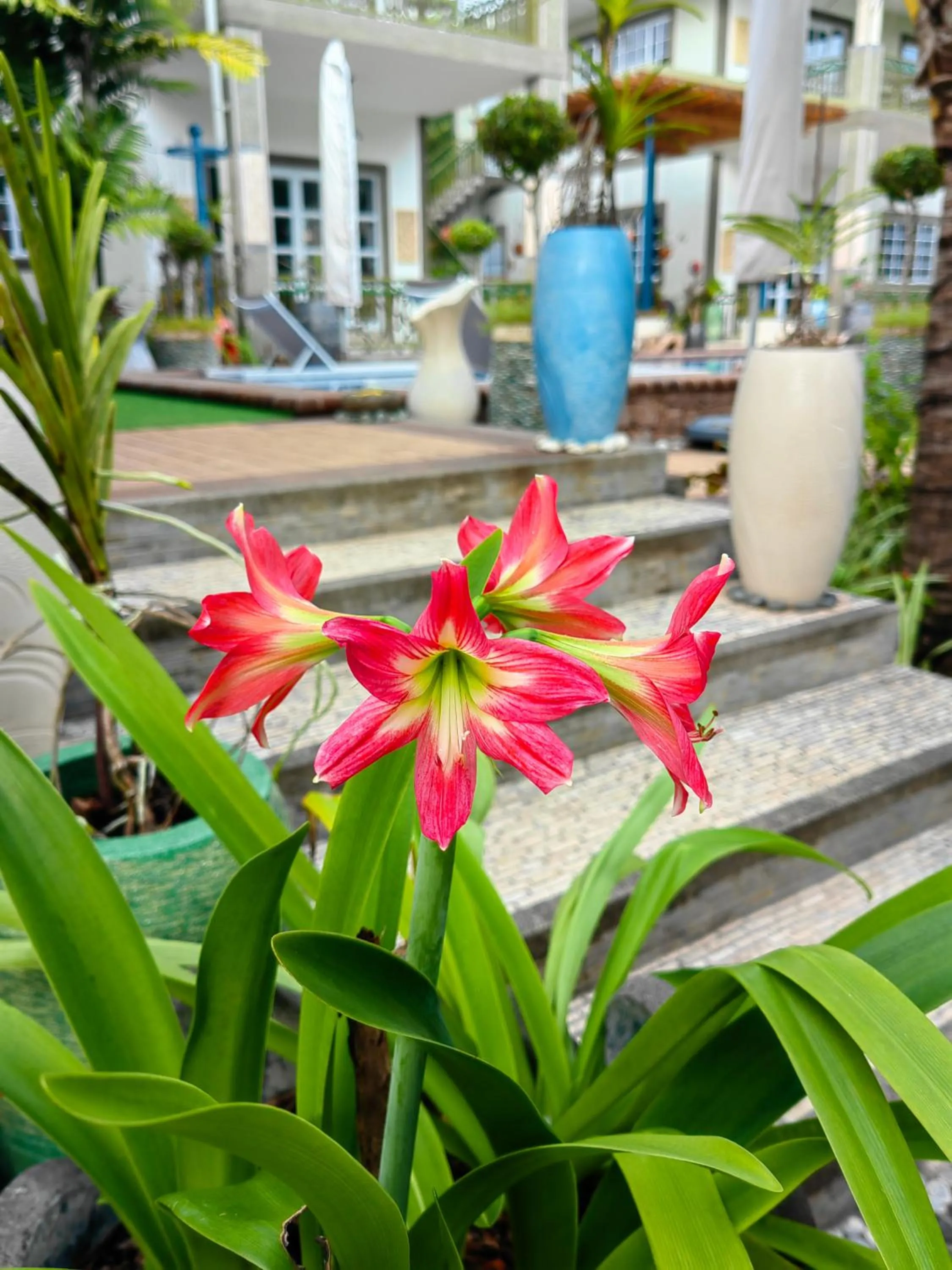 Garden in Villa Charme de L'ile