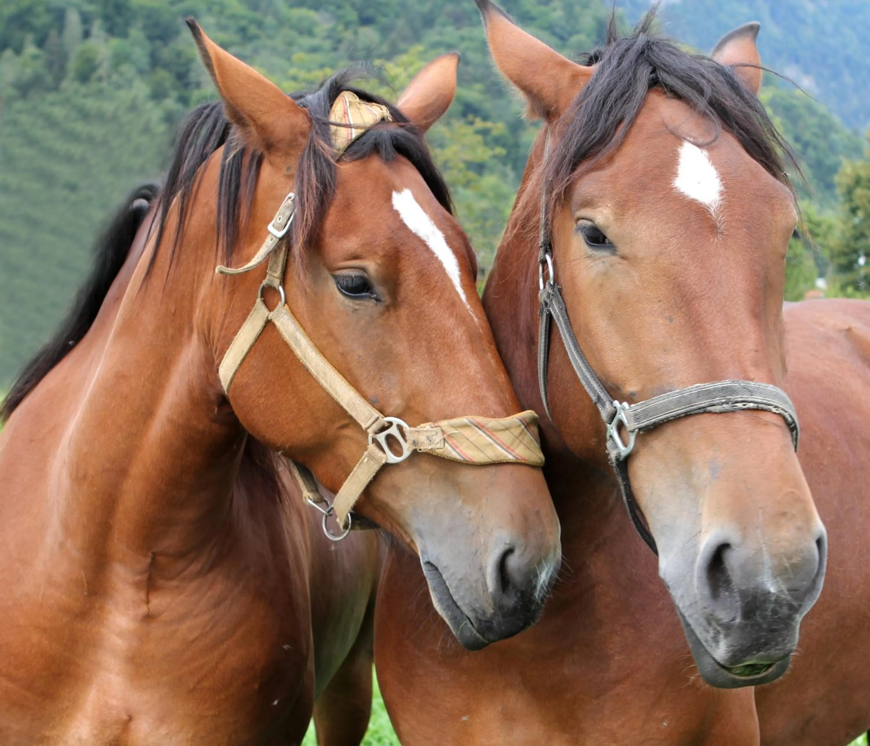 Property building in Hotel Keindl