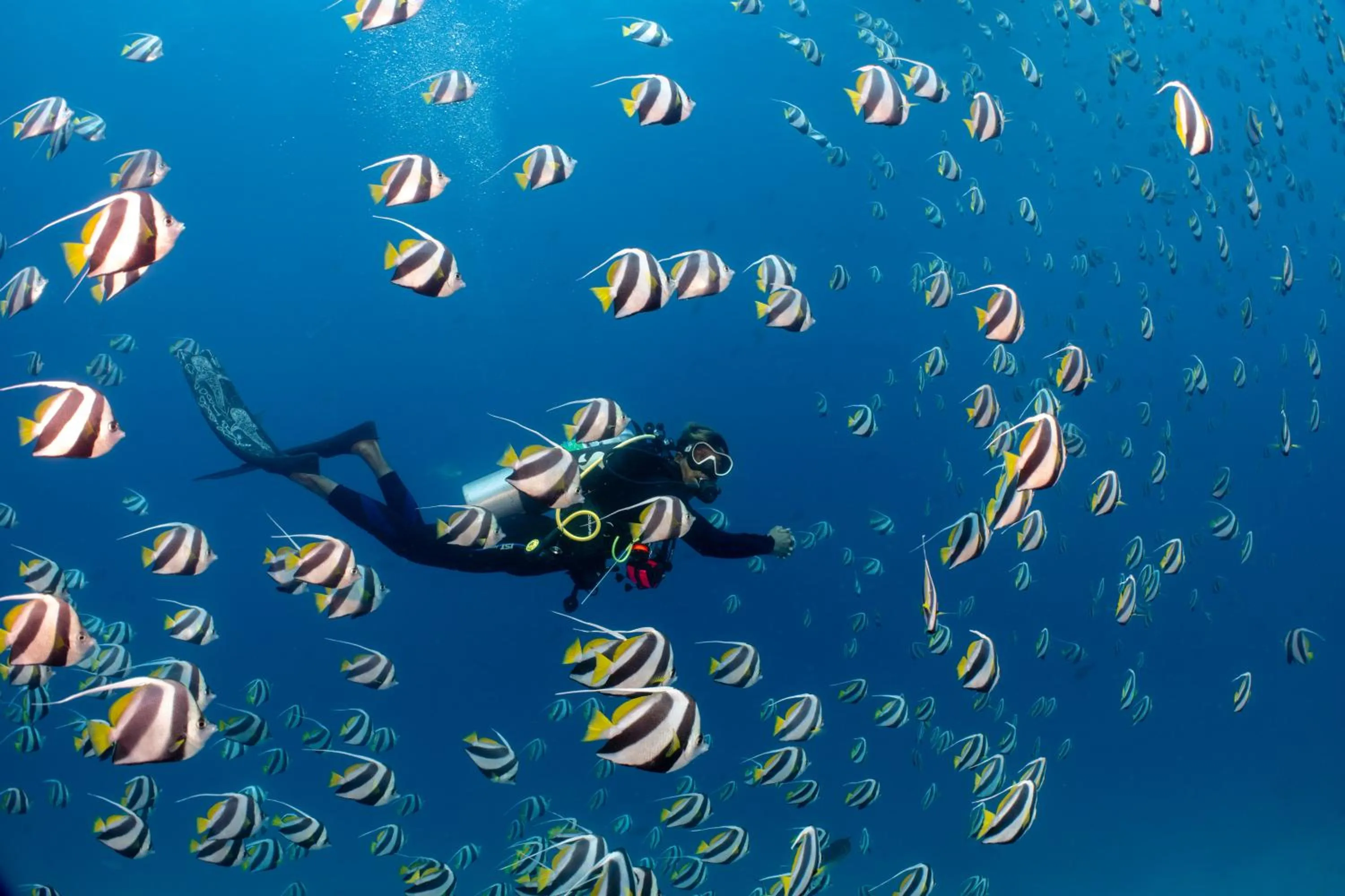 Diving in Bandos Maldives