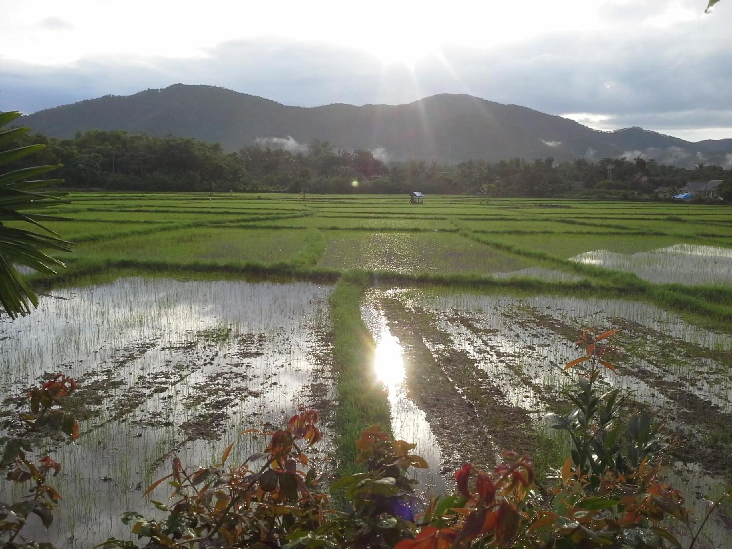 Mountain view in Jamjuree Garden
