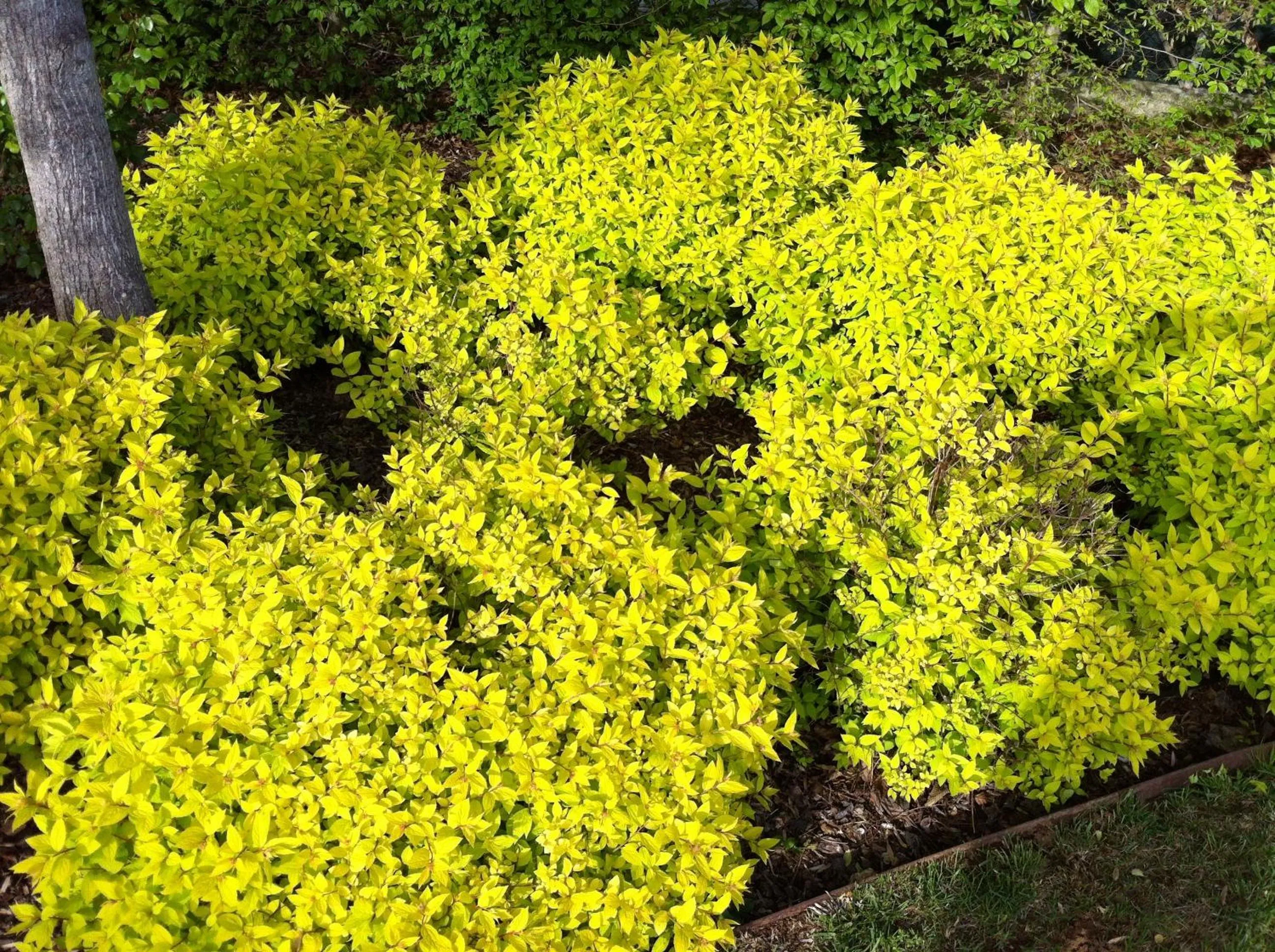 Garden in Relais Villa Annamaria Bed end Breakfast
