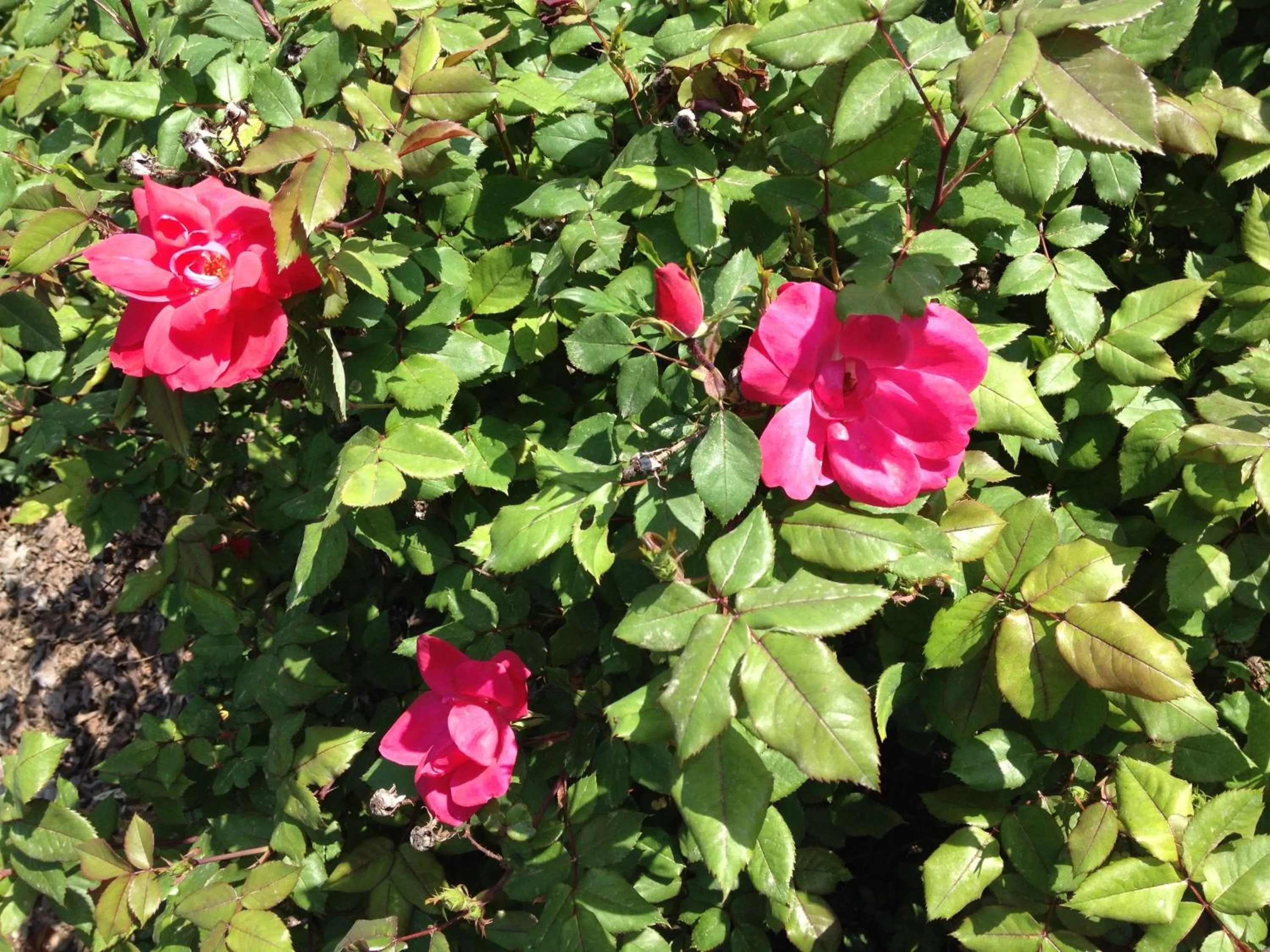 Garden in Relais Villa Annamaria Bed end Breakfast