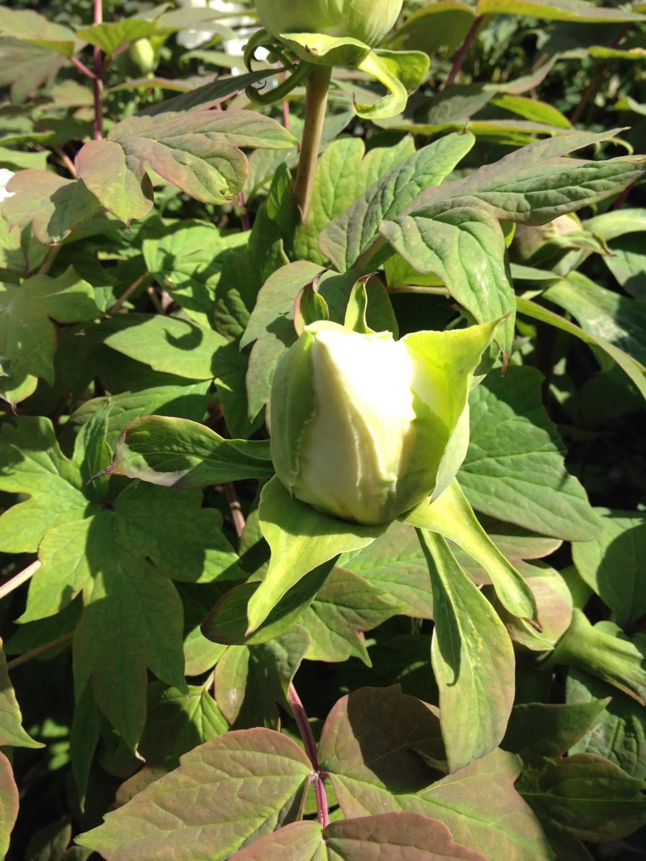 Garden in Relais Villa Annamaria Bed end Breakfast