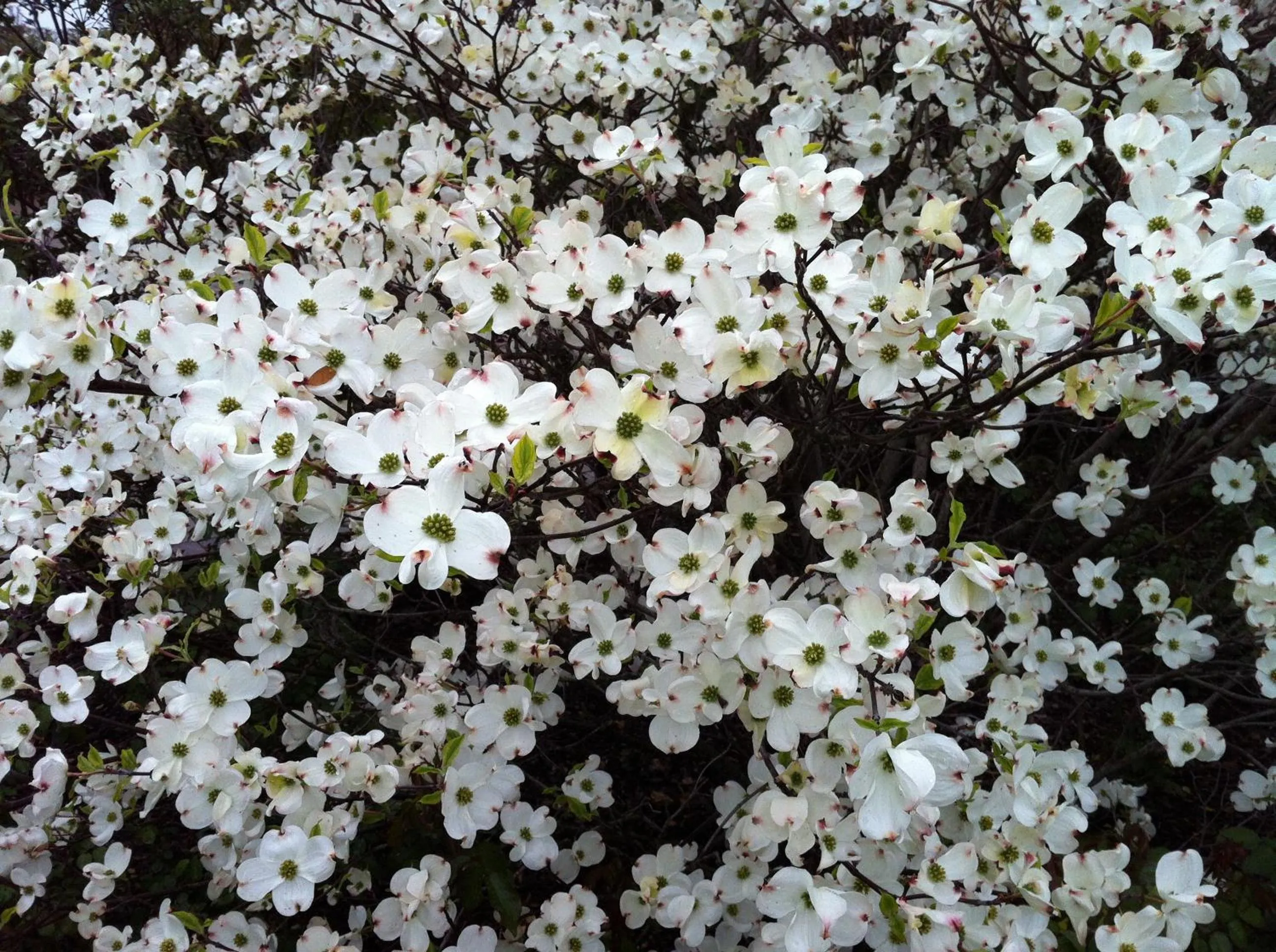 Garden in Relais Villa Annamaria Bed end Breakfast
