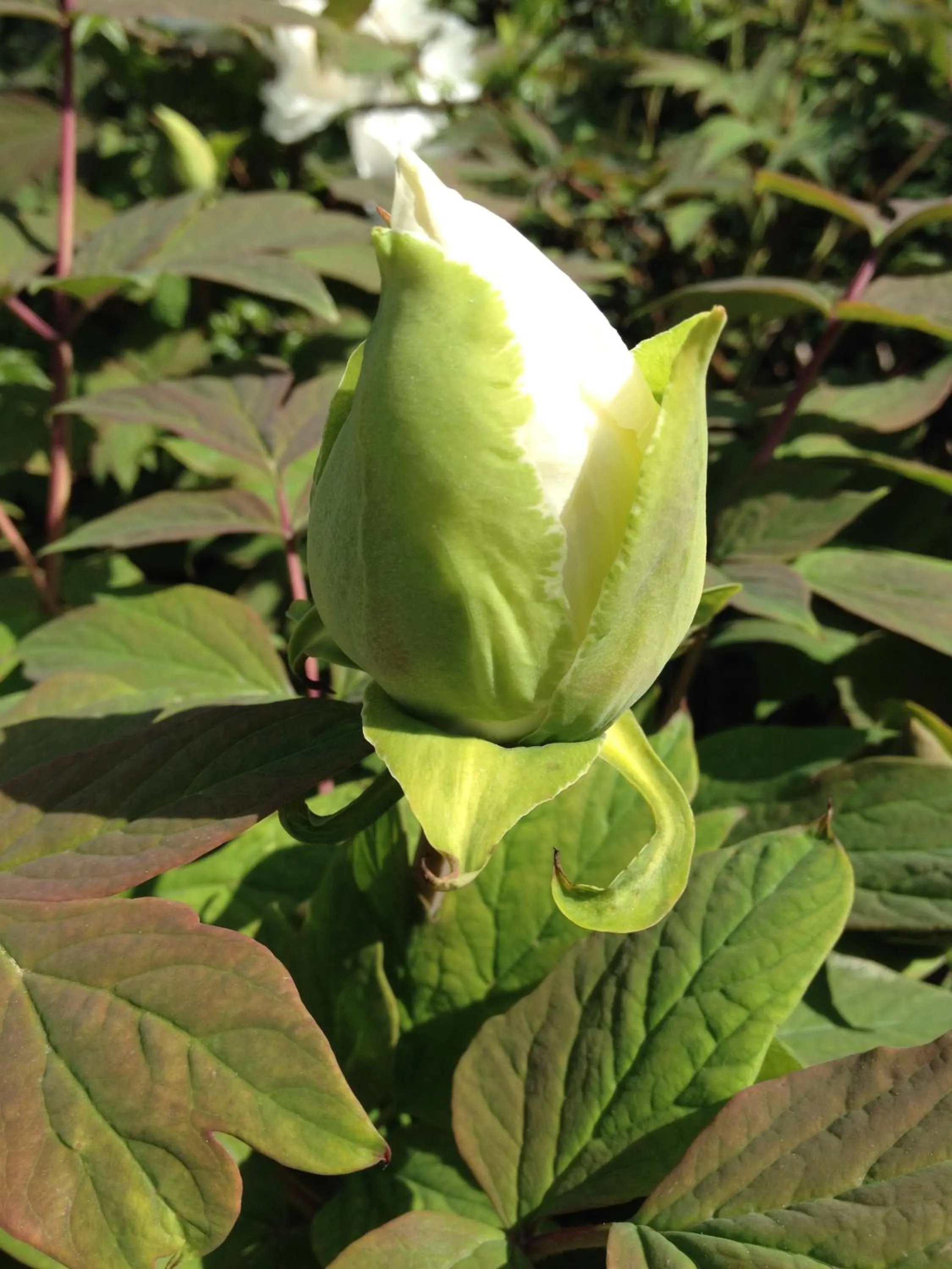 Garden in Relais Villa Annamaria Bed end Breakfast
