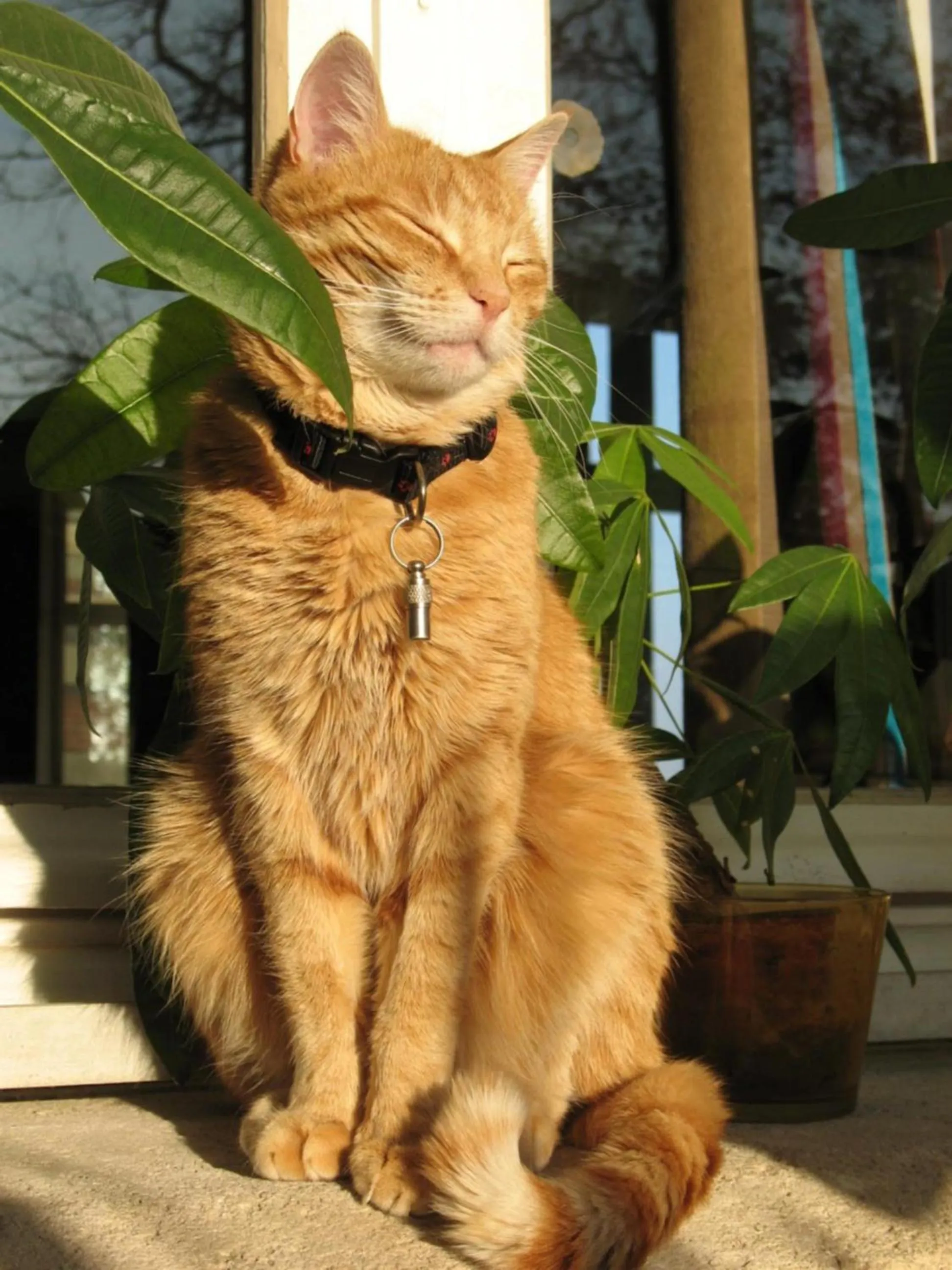 Pets in Hôtel L'Yeuse - Teritoria