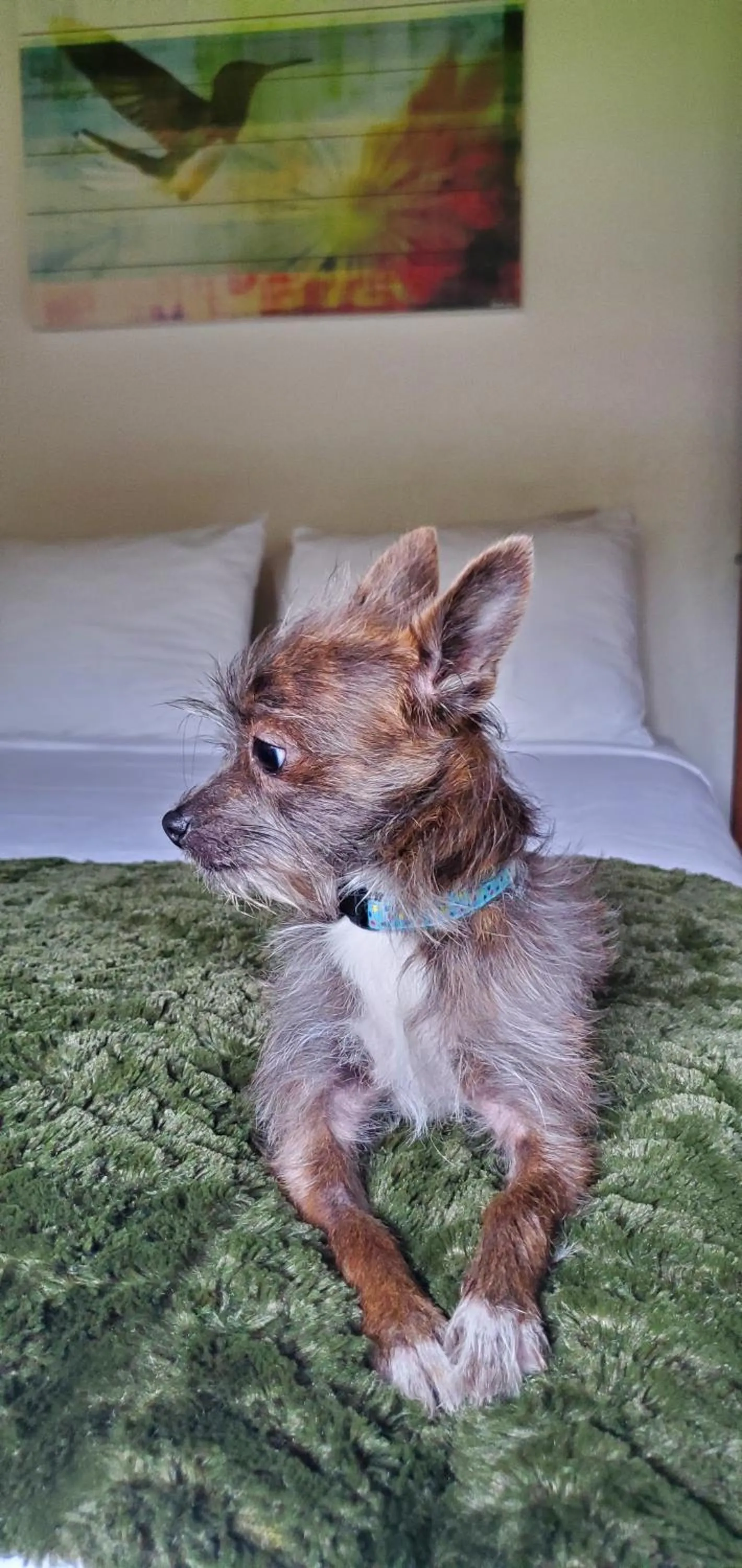 pet friendly in Casa Secoya