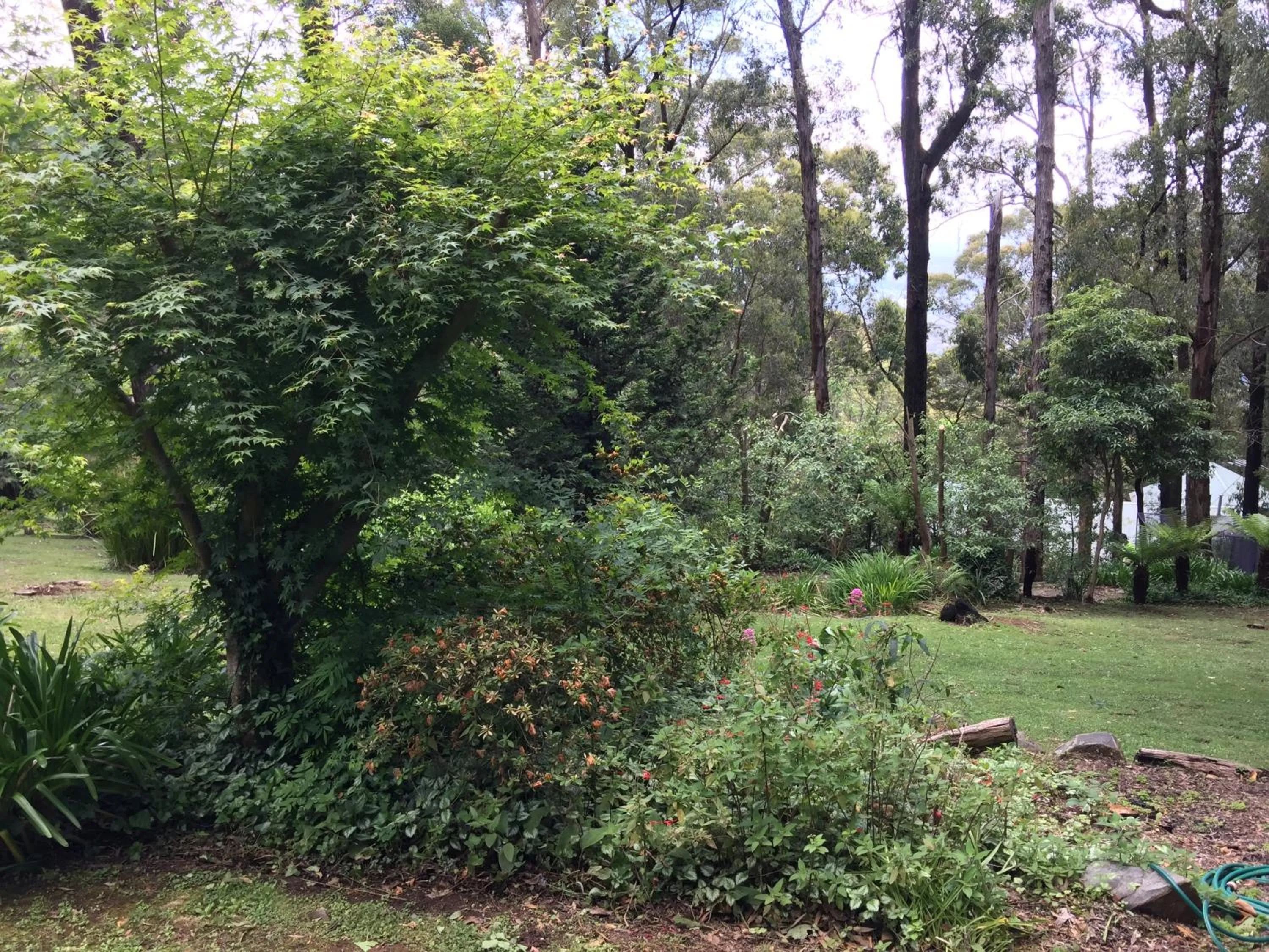 Garden view in Holly Lodge