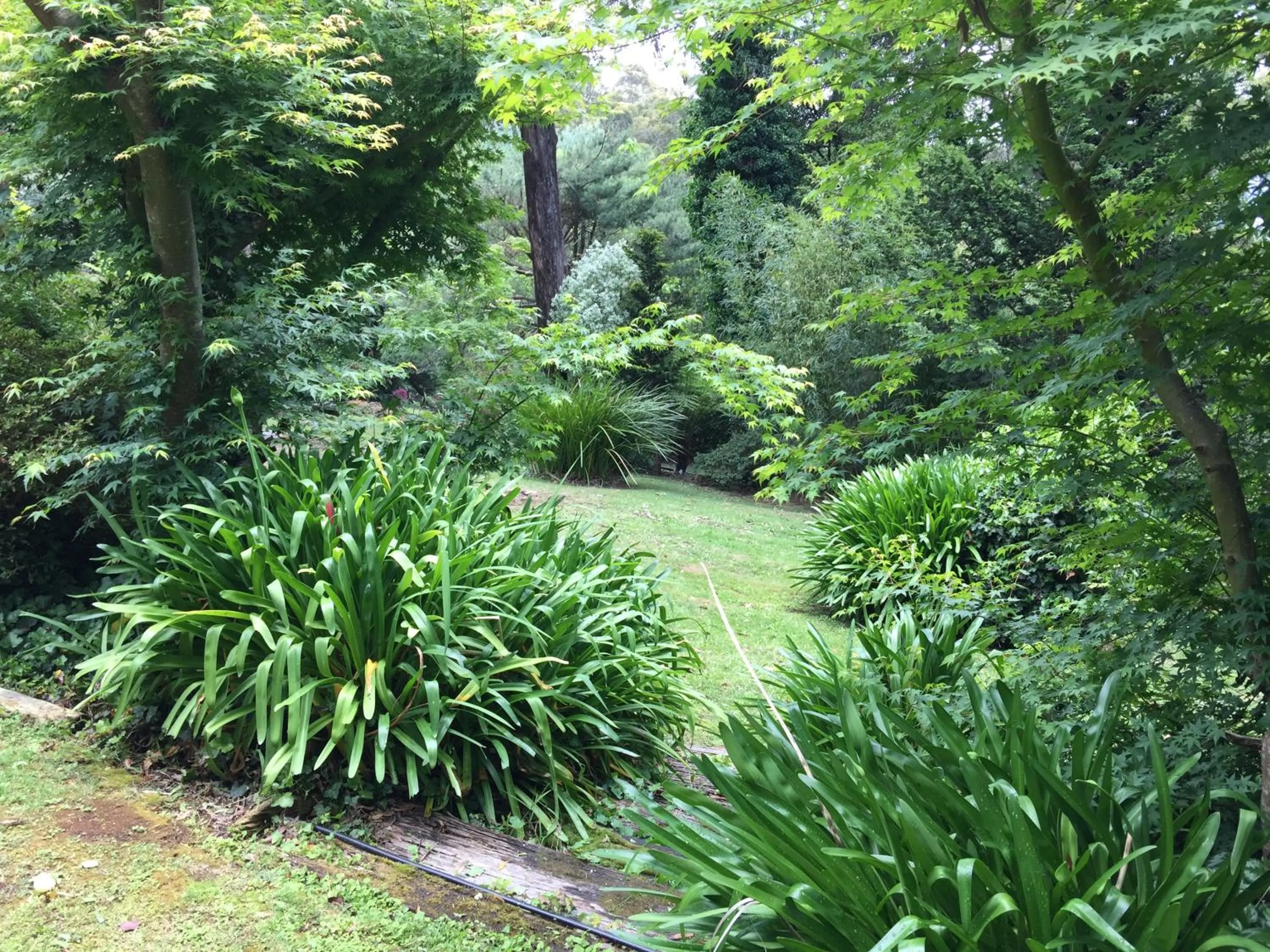 Garden in Holly Lodge