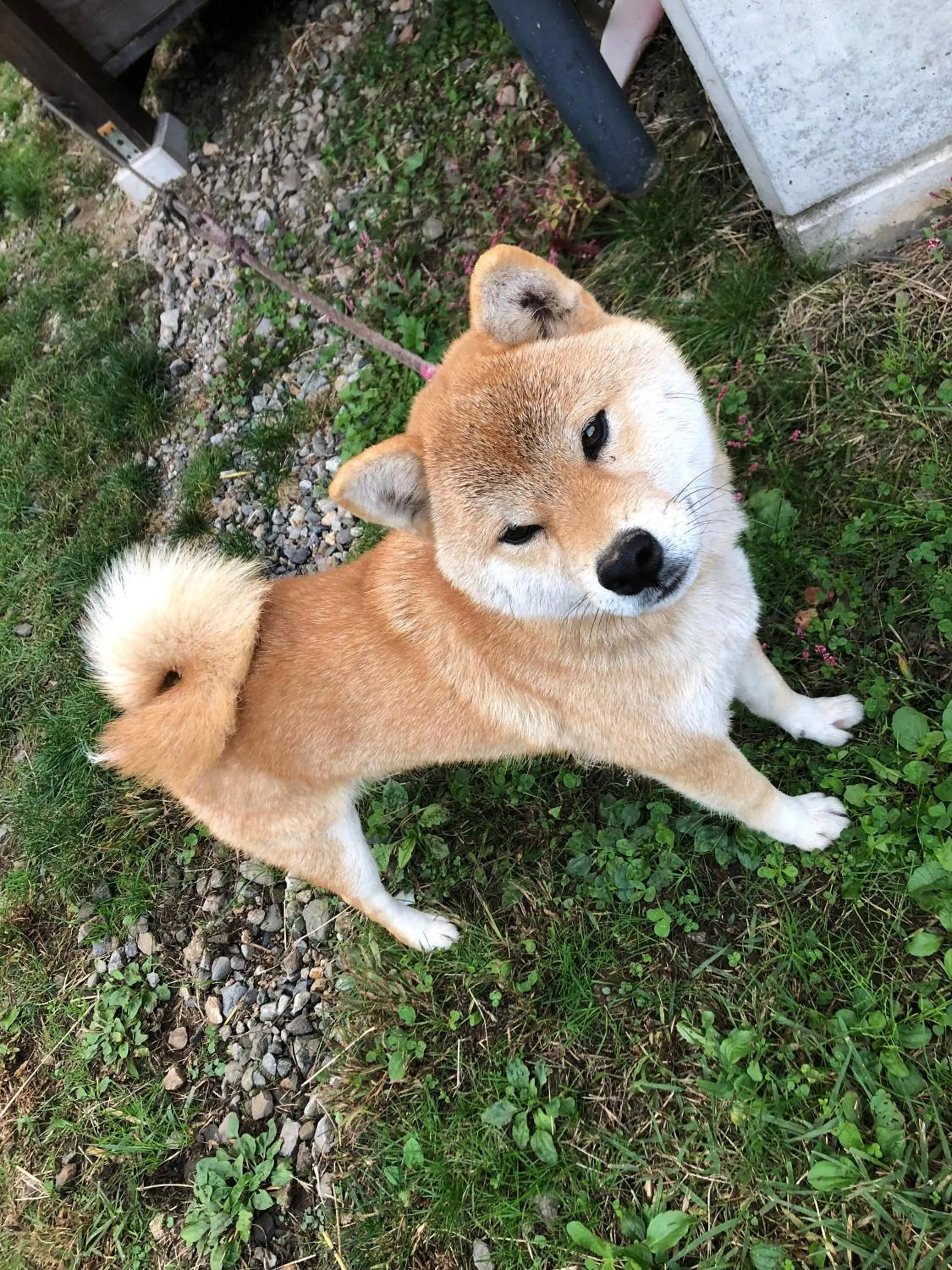 Animals in Azumino Backpackers 山の風