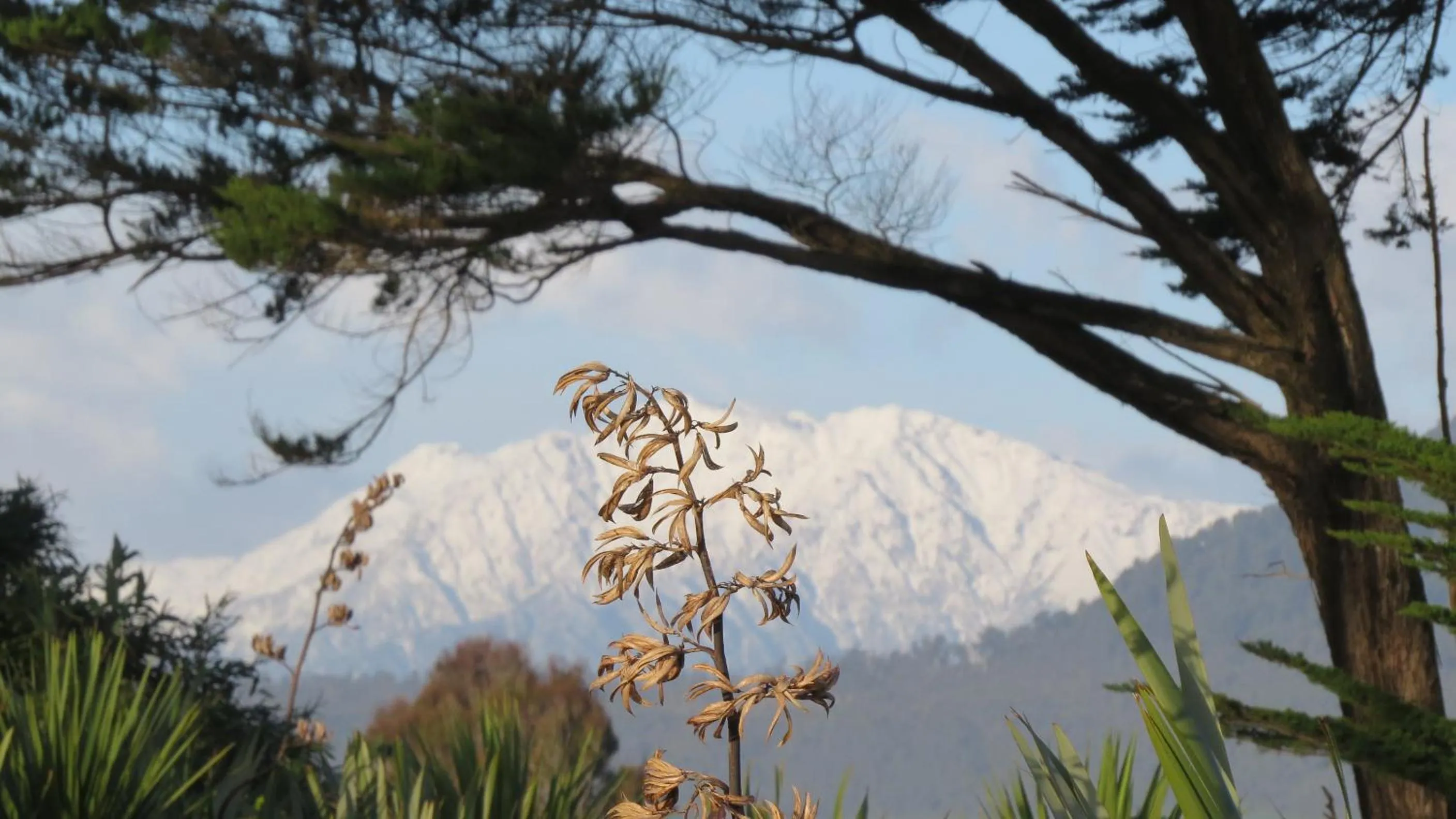 Natural landscape in Ross Beach TOP10 Holiday Park