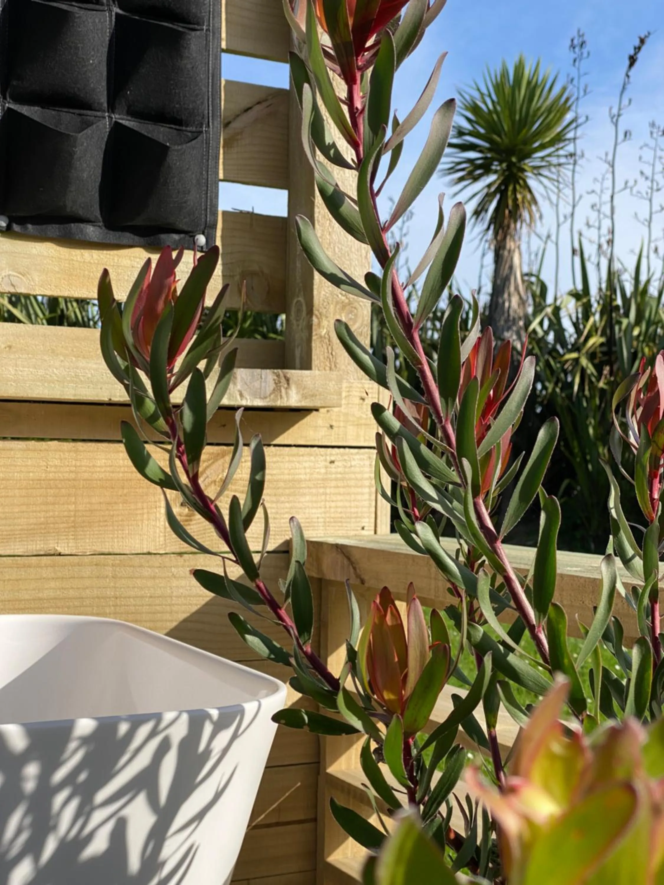 Garden in Ross Beach TOP10 Holiday Park