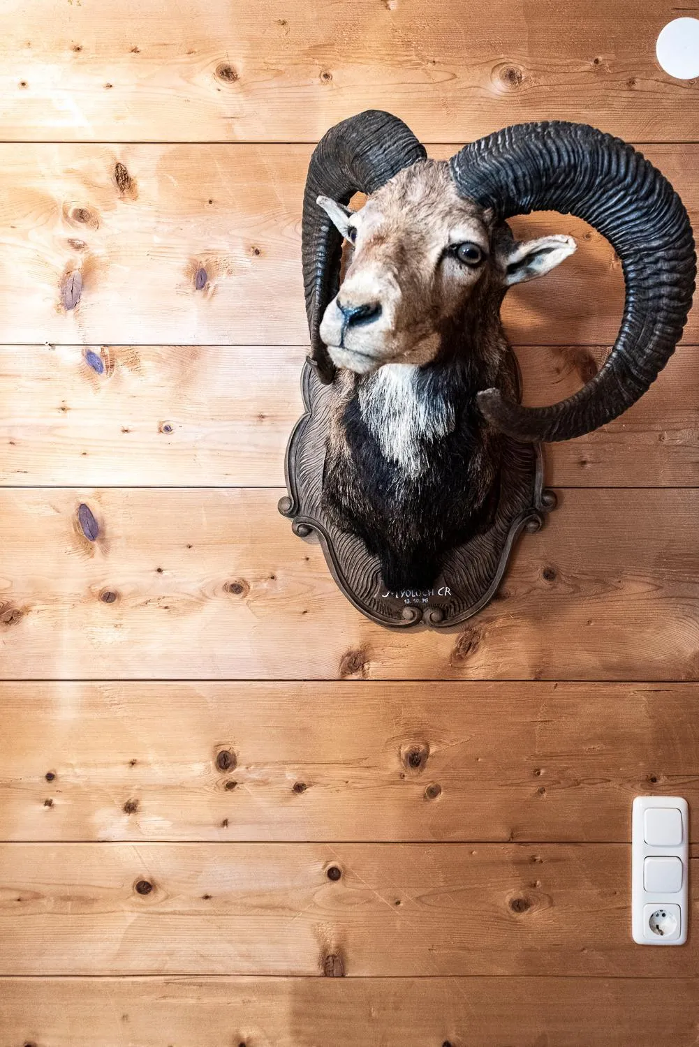 Animals in Gaemsle - Rueckzugsort in den Bergen