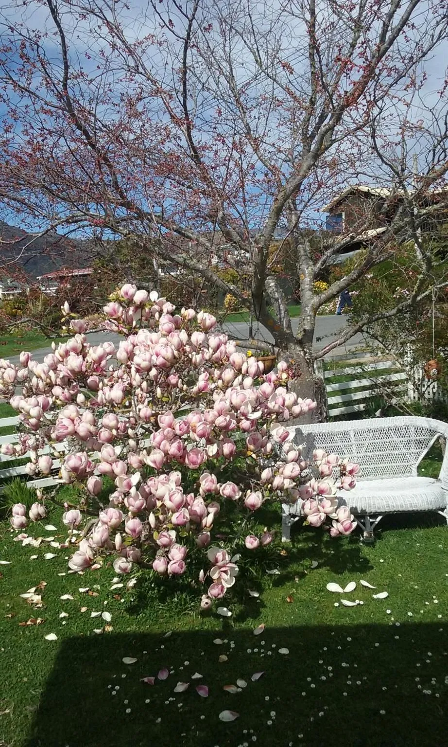 Garden in Magnolia Cottage