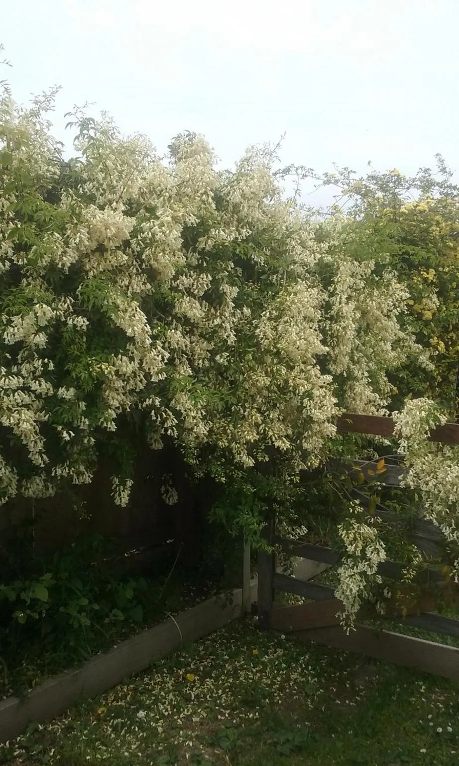Garden in Magnolia Cottage