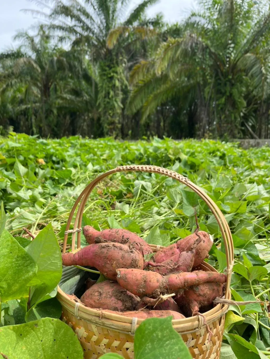 Restaurant/places to eat in Bor Saen Pool Villa