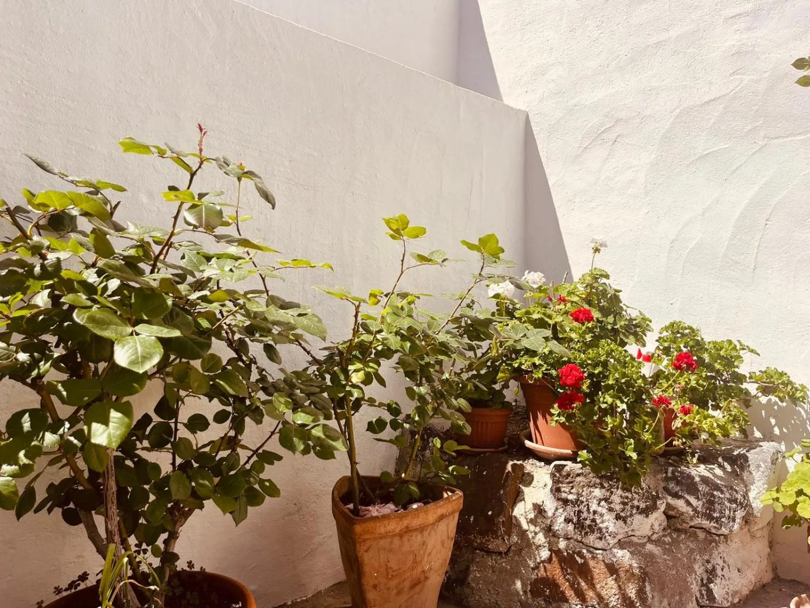Garden view in The square