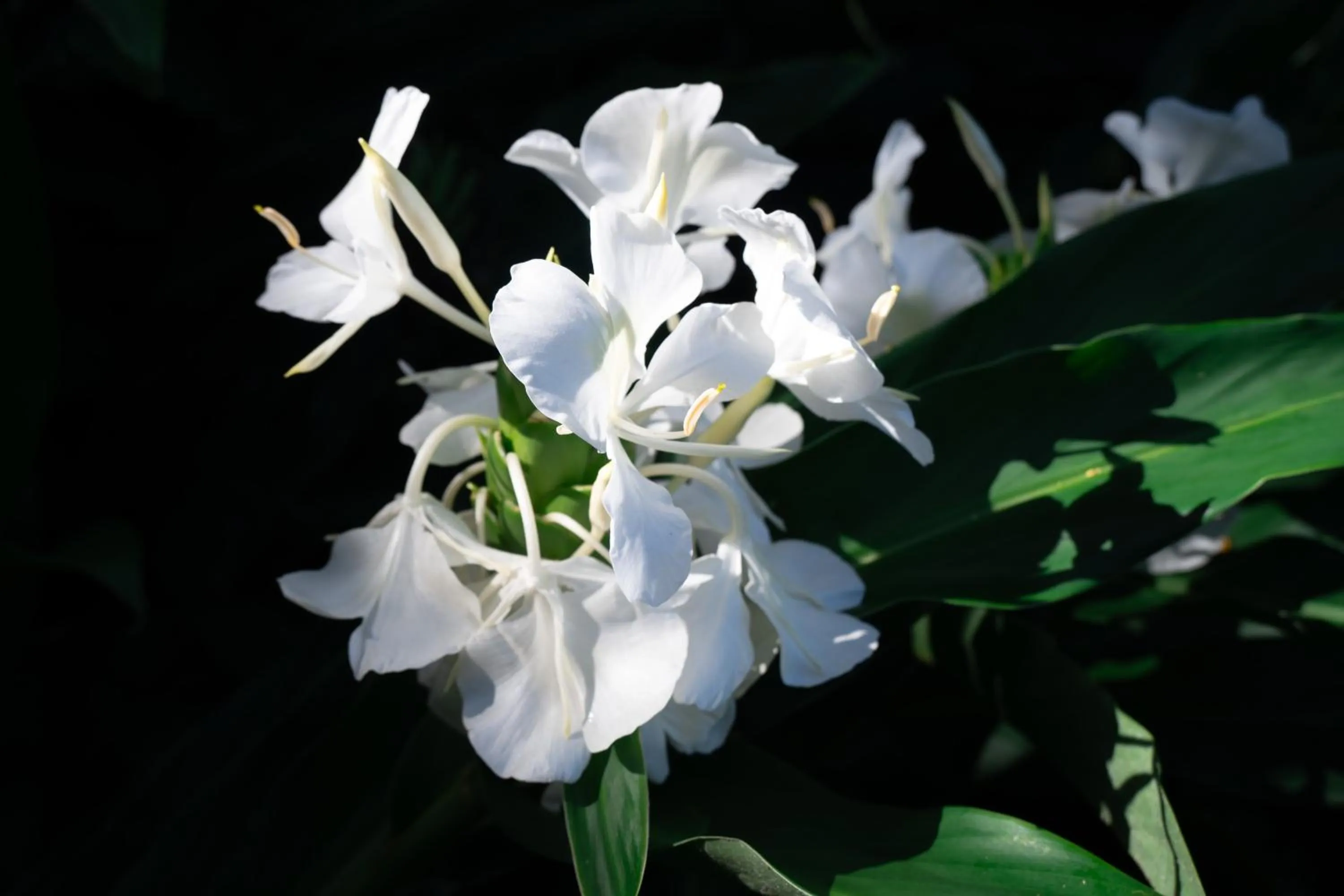 Decorative detail in Gingerhill Farm Retreat