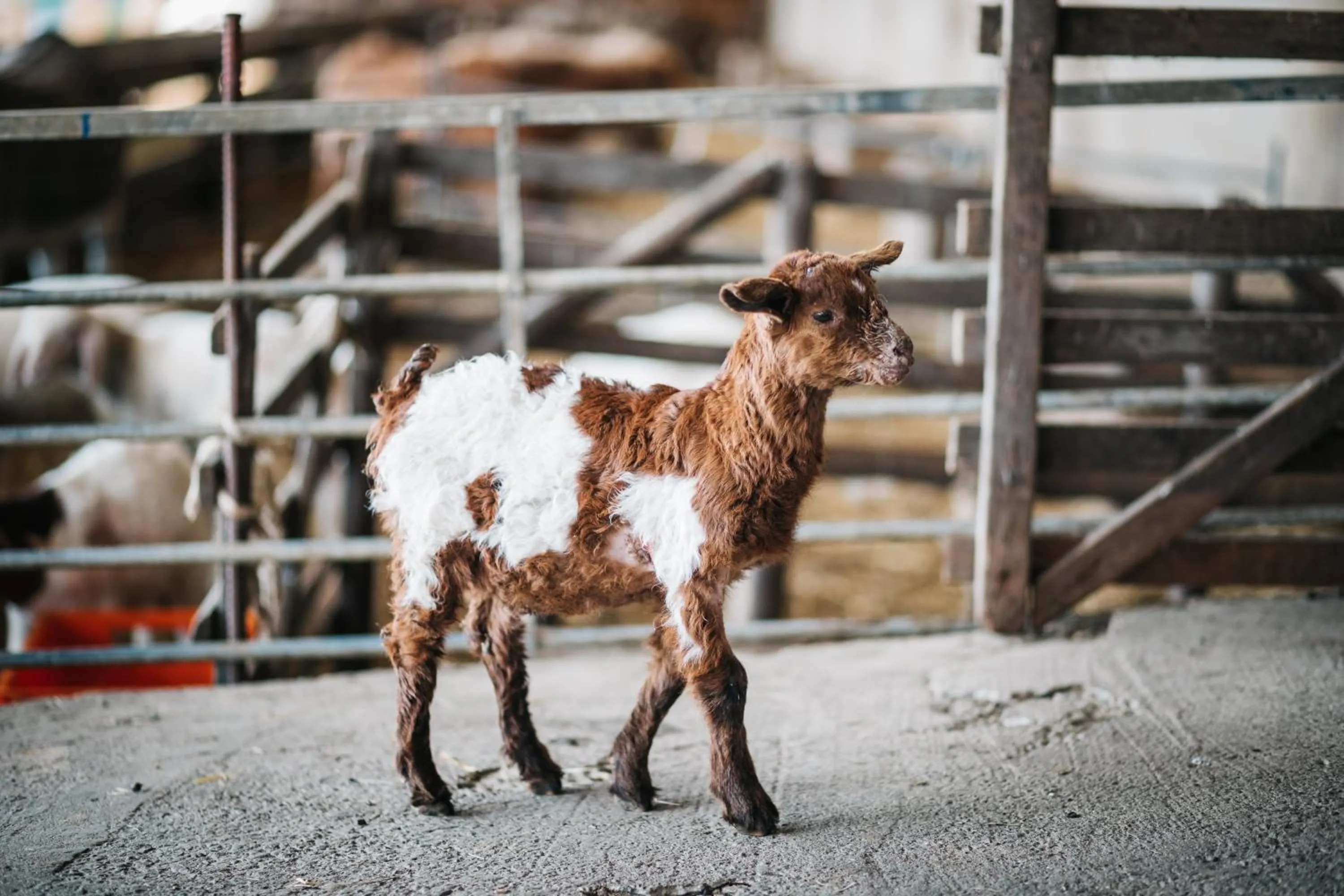 Animals in Hirschenwirt