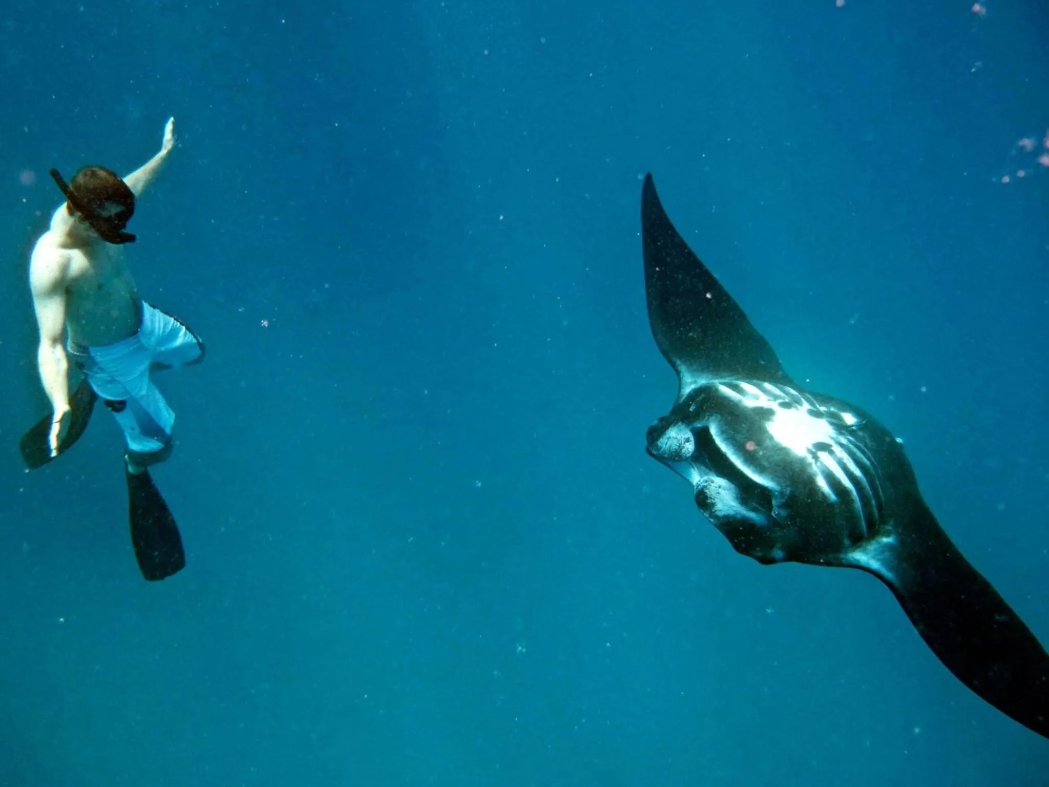 Snorkeling in Mantaray Island Resort