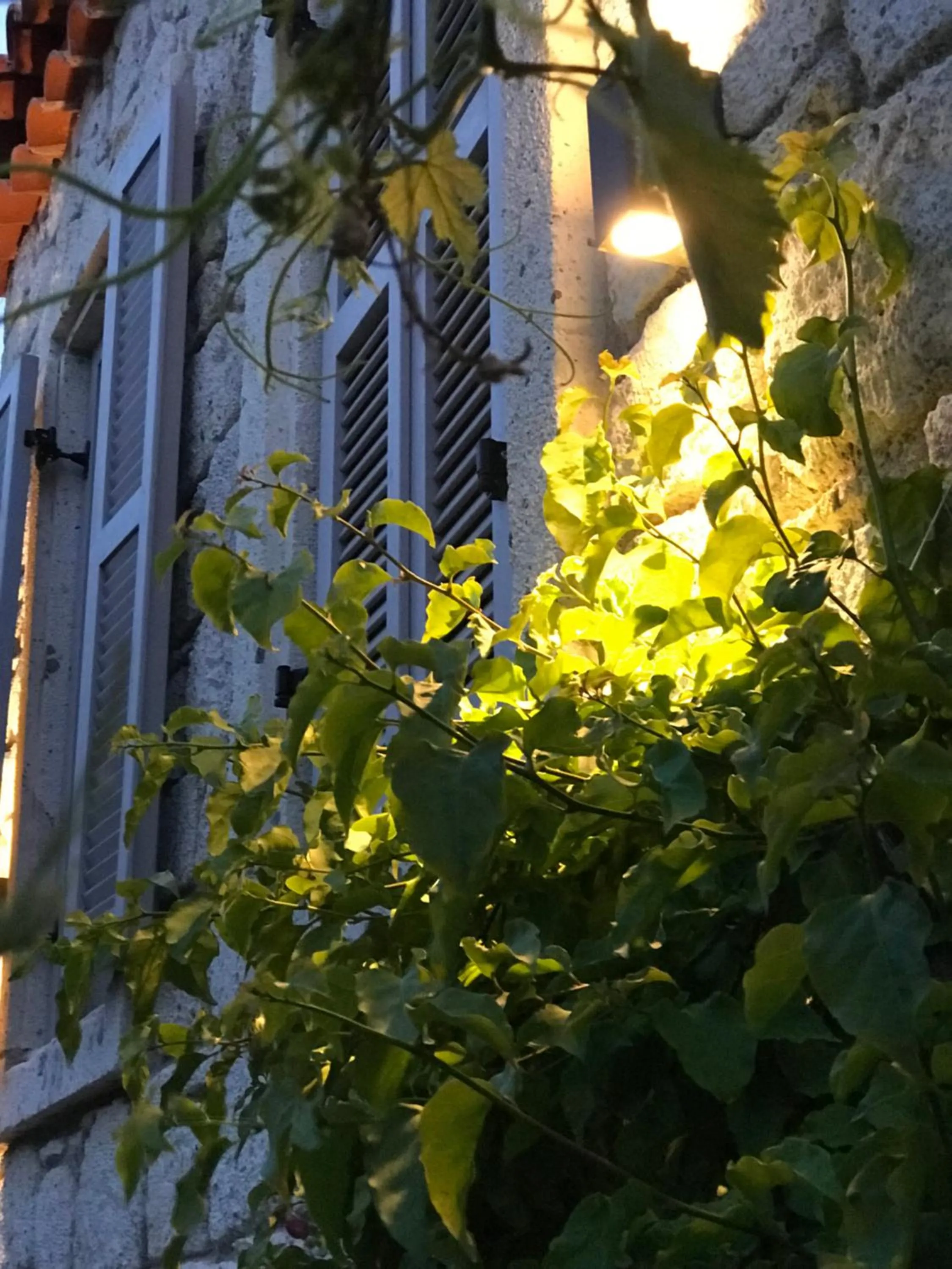 Garden in Çona Otel