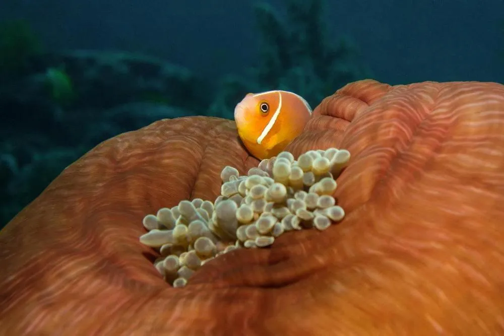 Diving in Volivoli Beach Resort