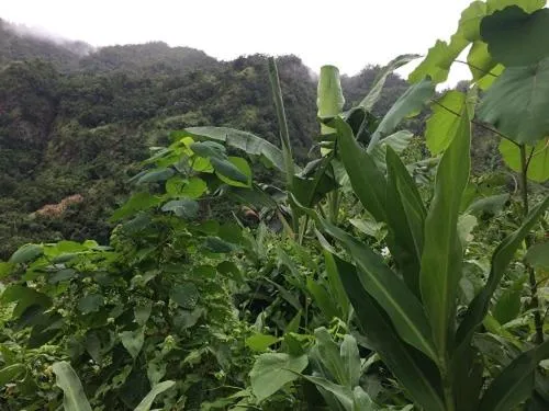 Volivoli Beach Resort