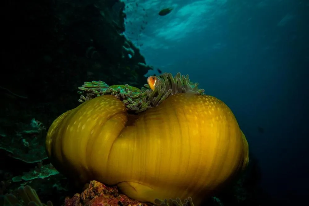 Diving in Volivoli Beach Resort